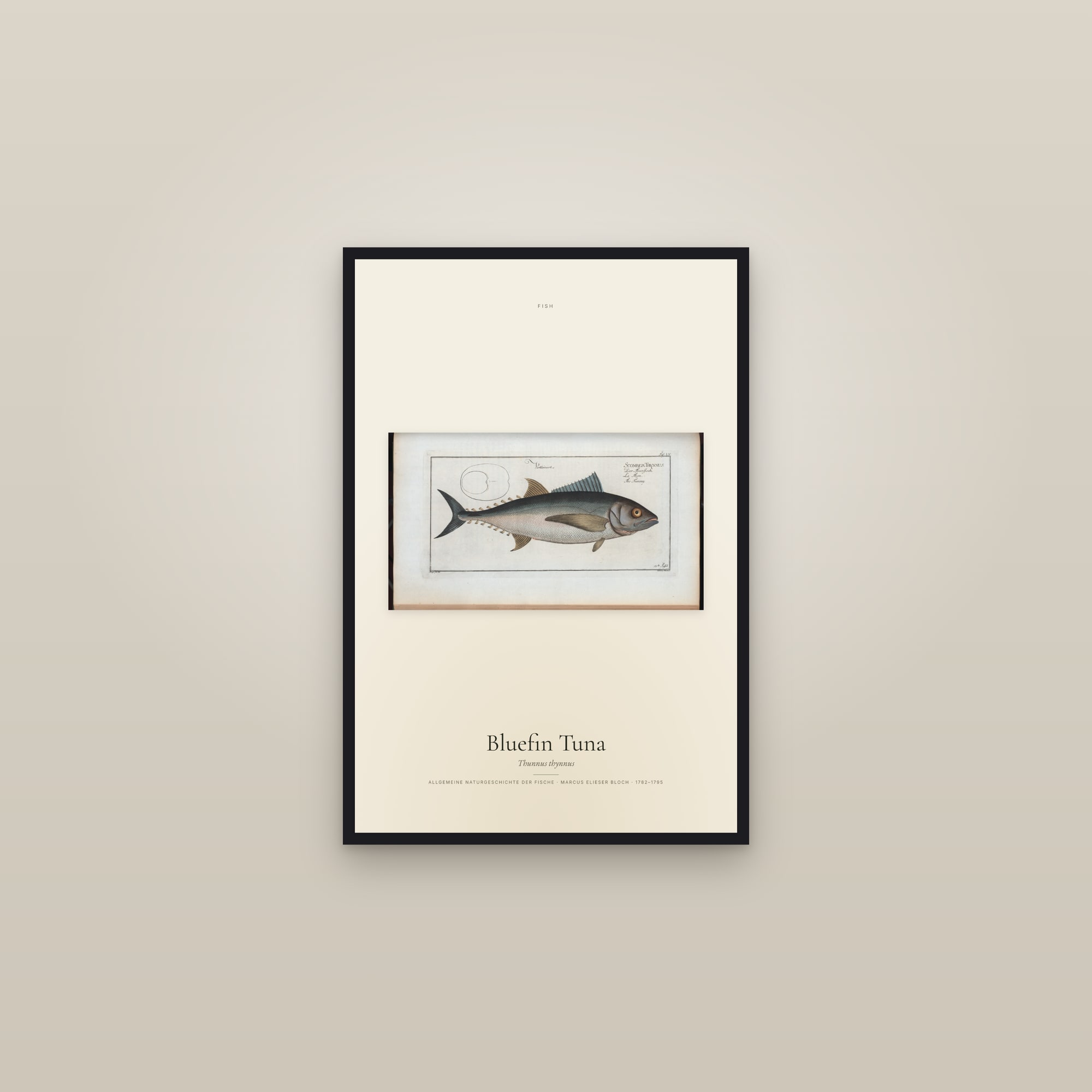 Bluefin Tuna