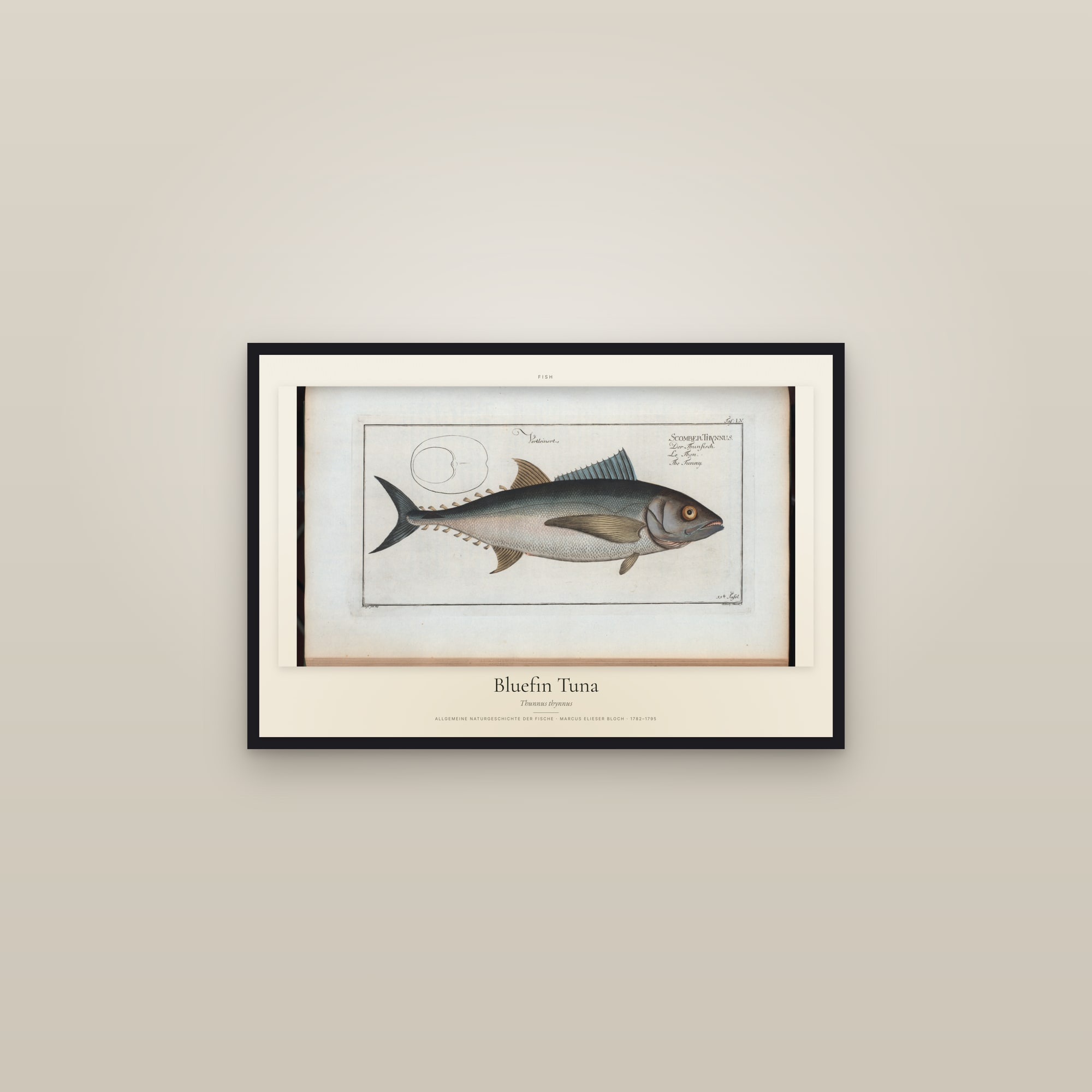 Bluefin Tuna — framed in a gallery setting