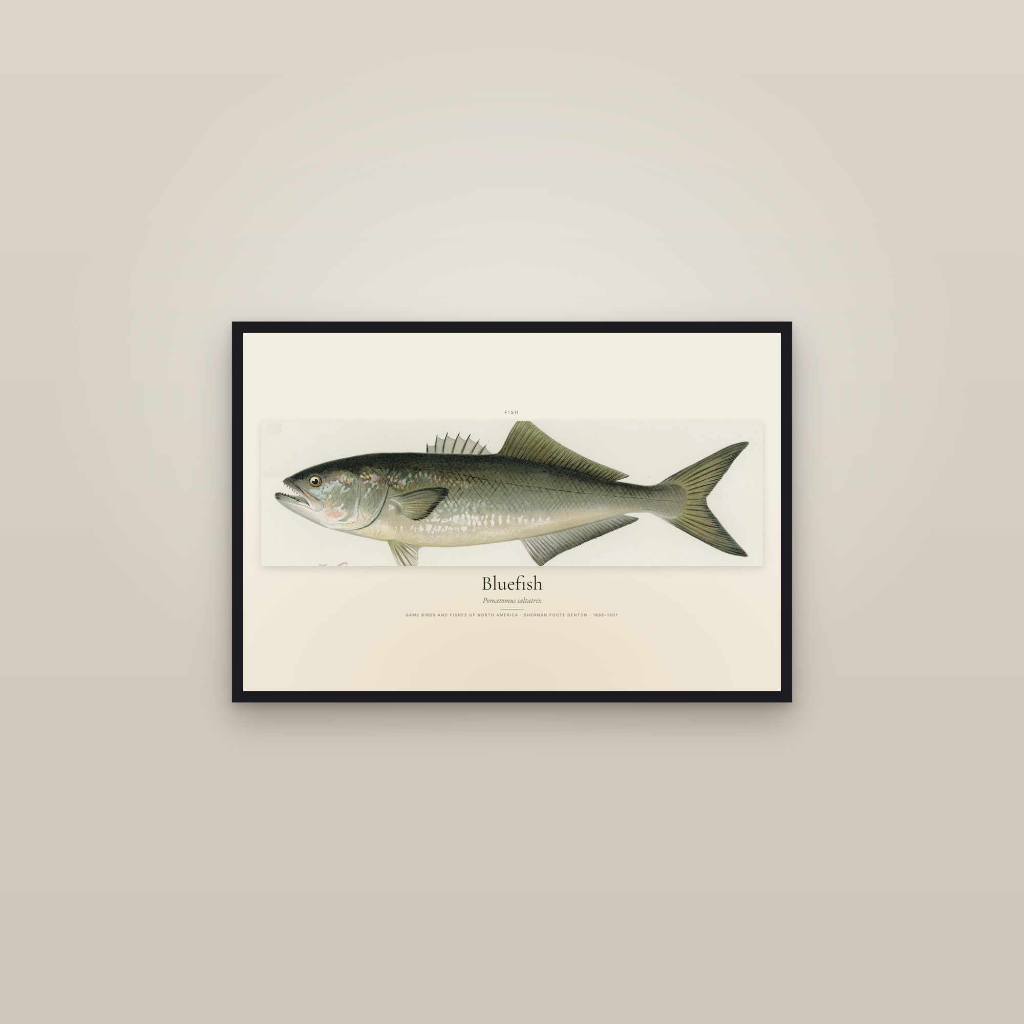 Bluefish — framed in a gallery setting
