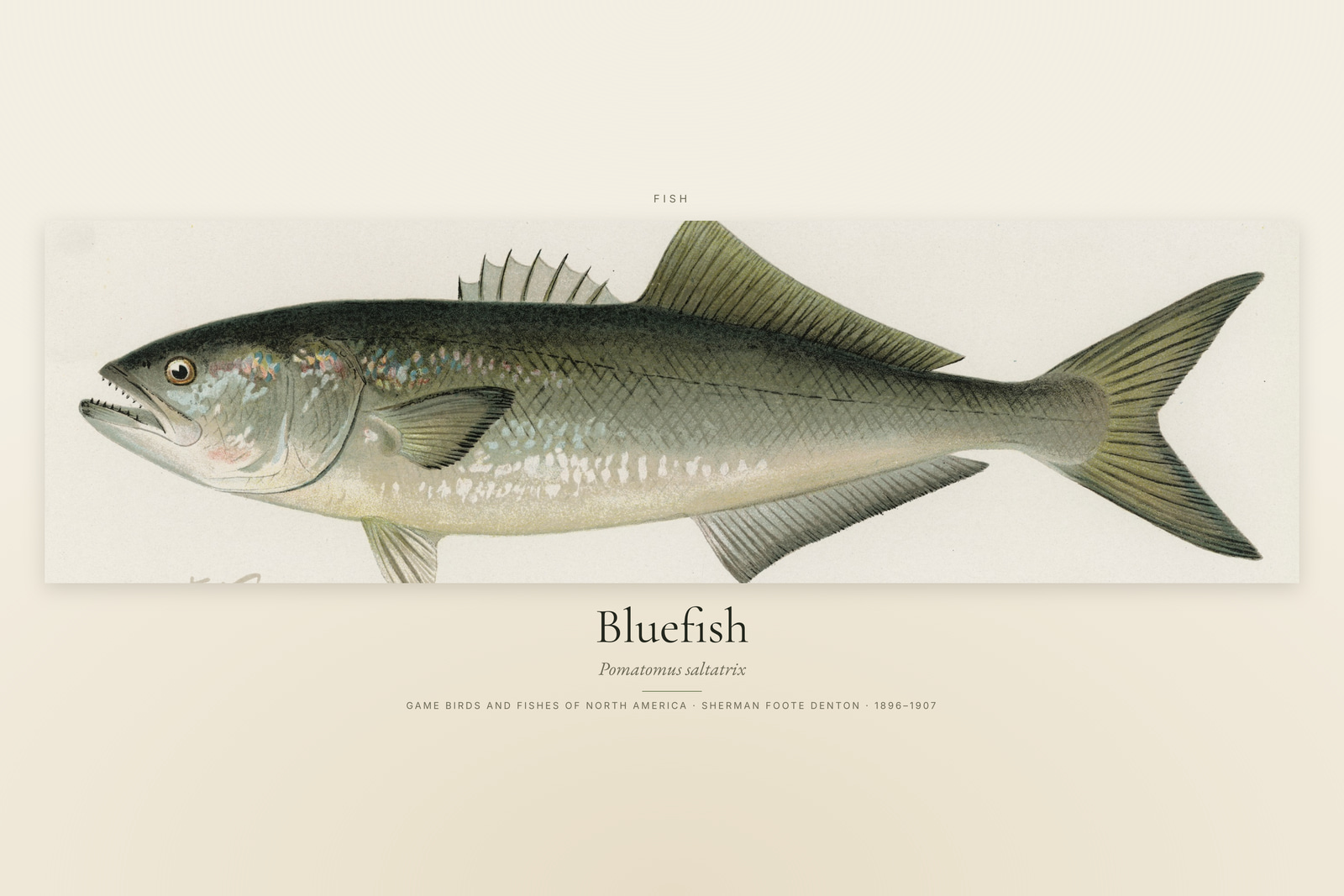 Bluefish
