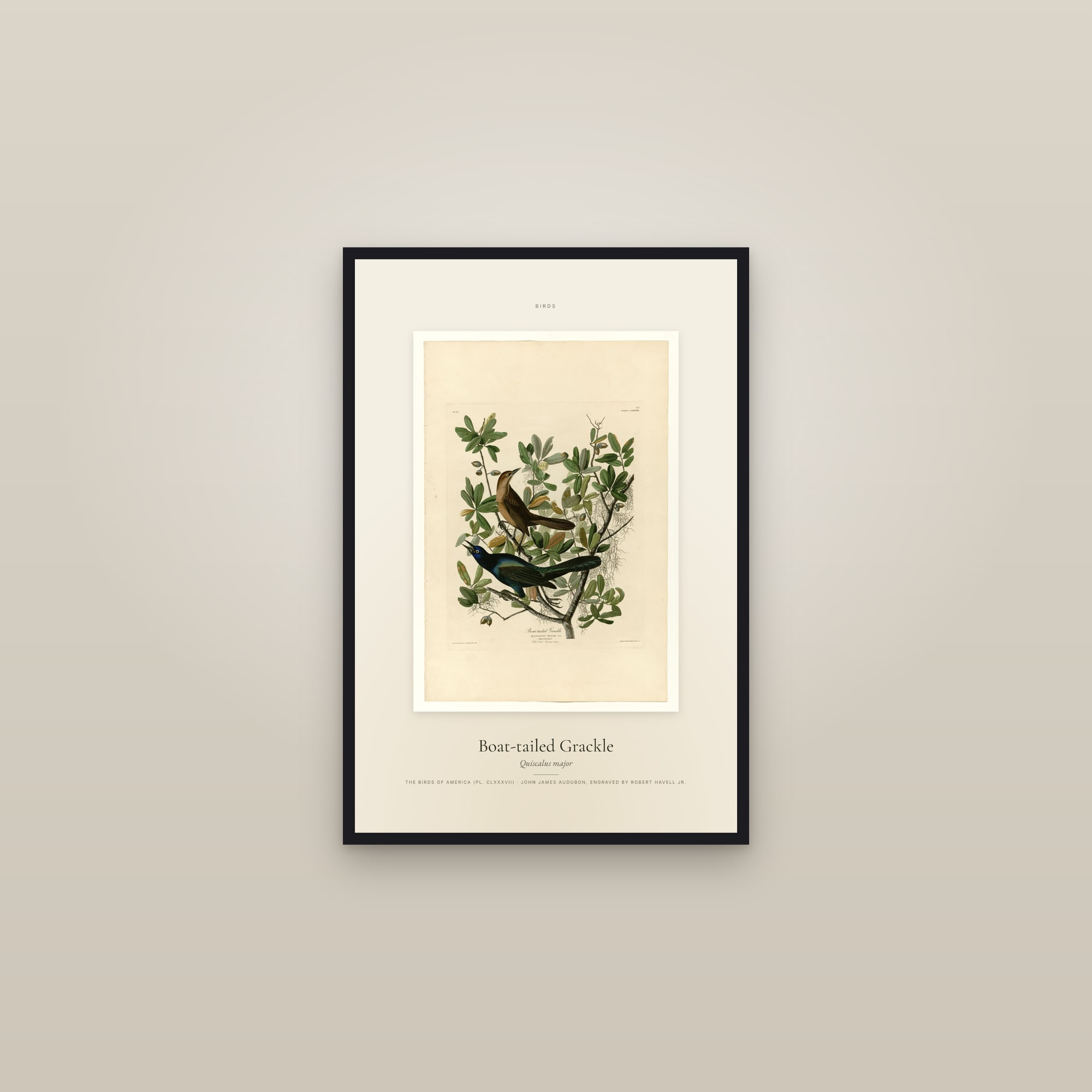 Boat-tailed Grackle — Specimen — framed in a gallery setting