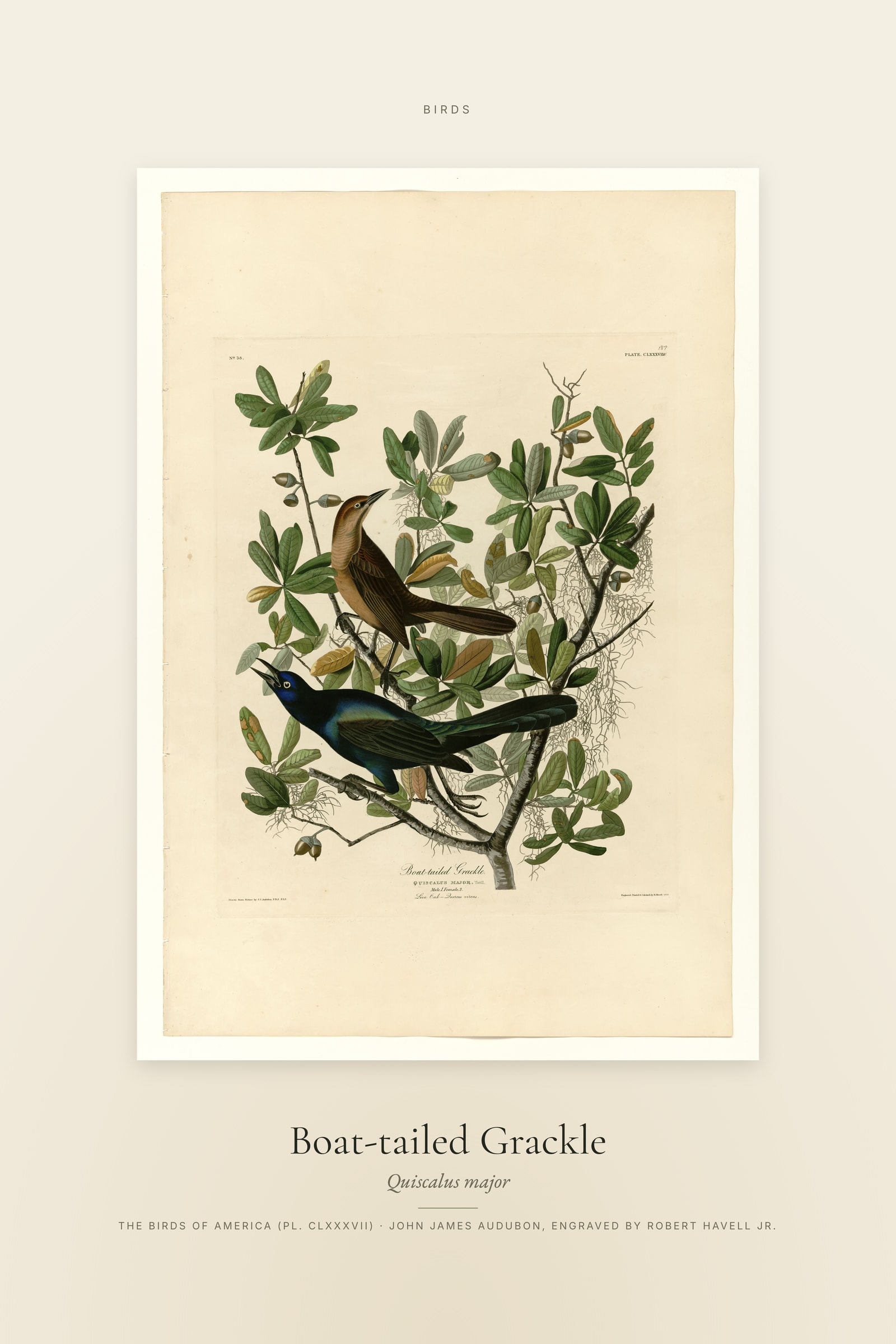 Boat-tailed Grackle — Specimen