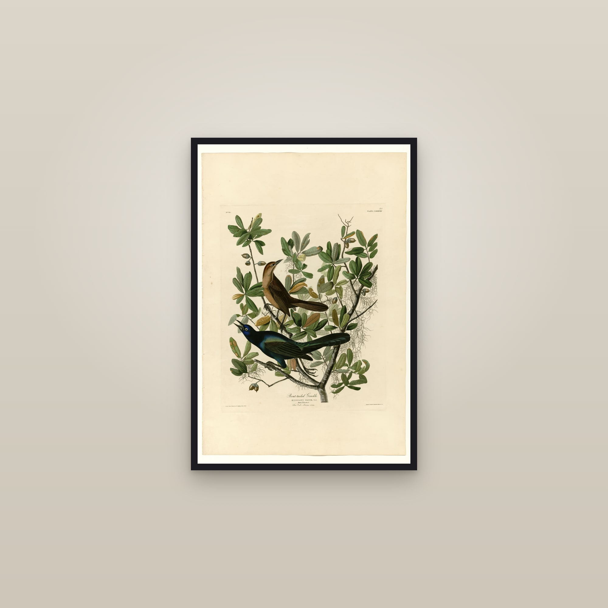 Boat-tailed Grackle — framed in a gallery setting