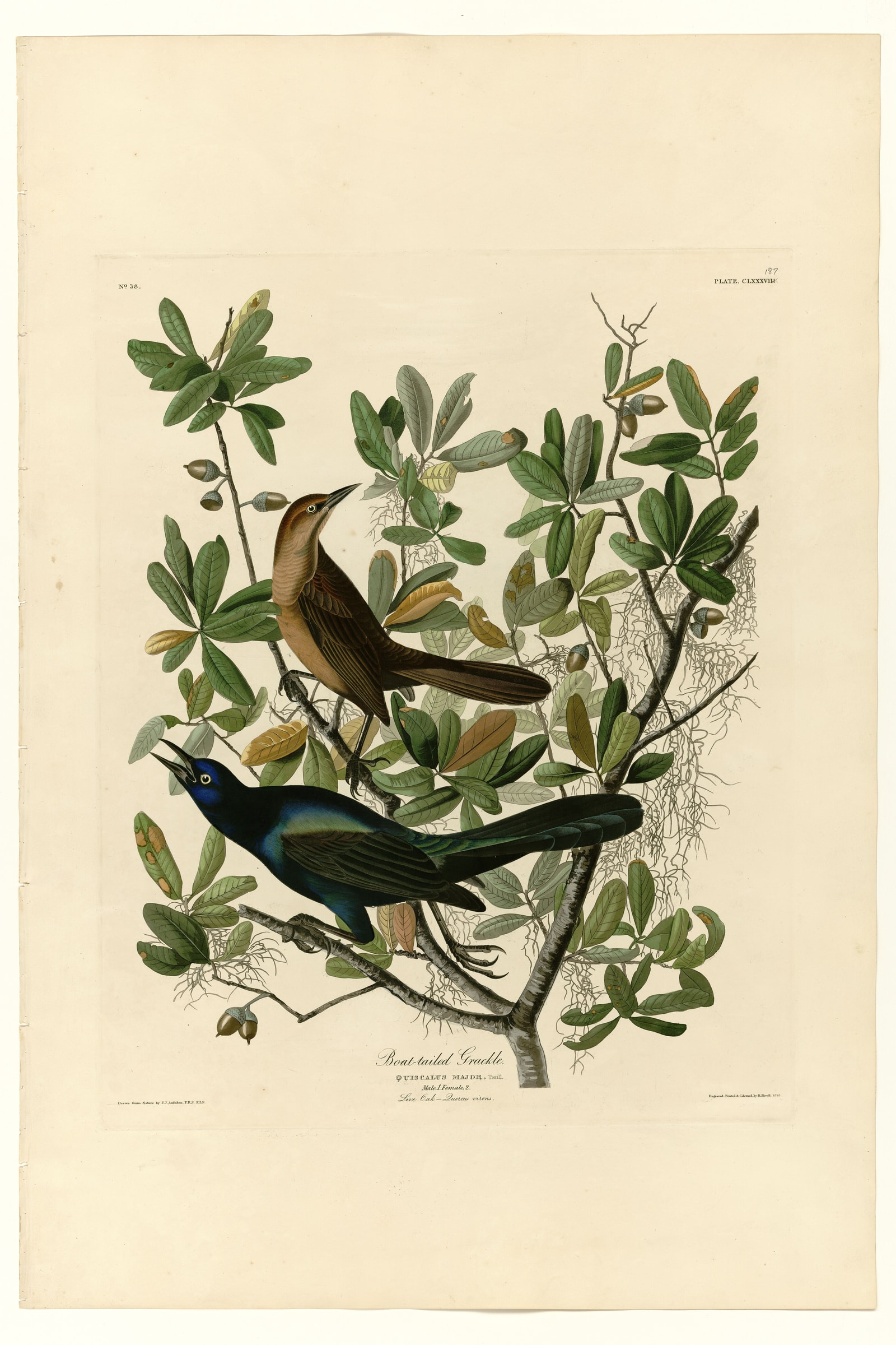 Boat-tailed Grackle