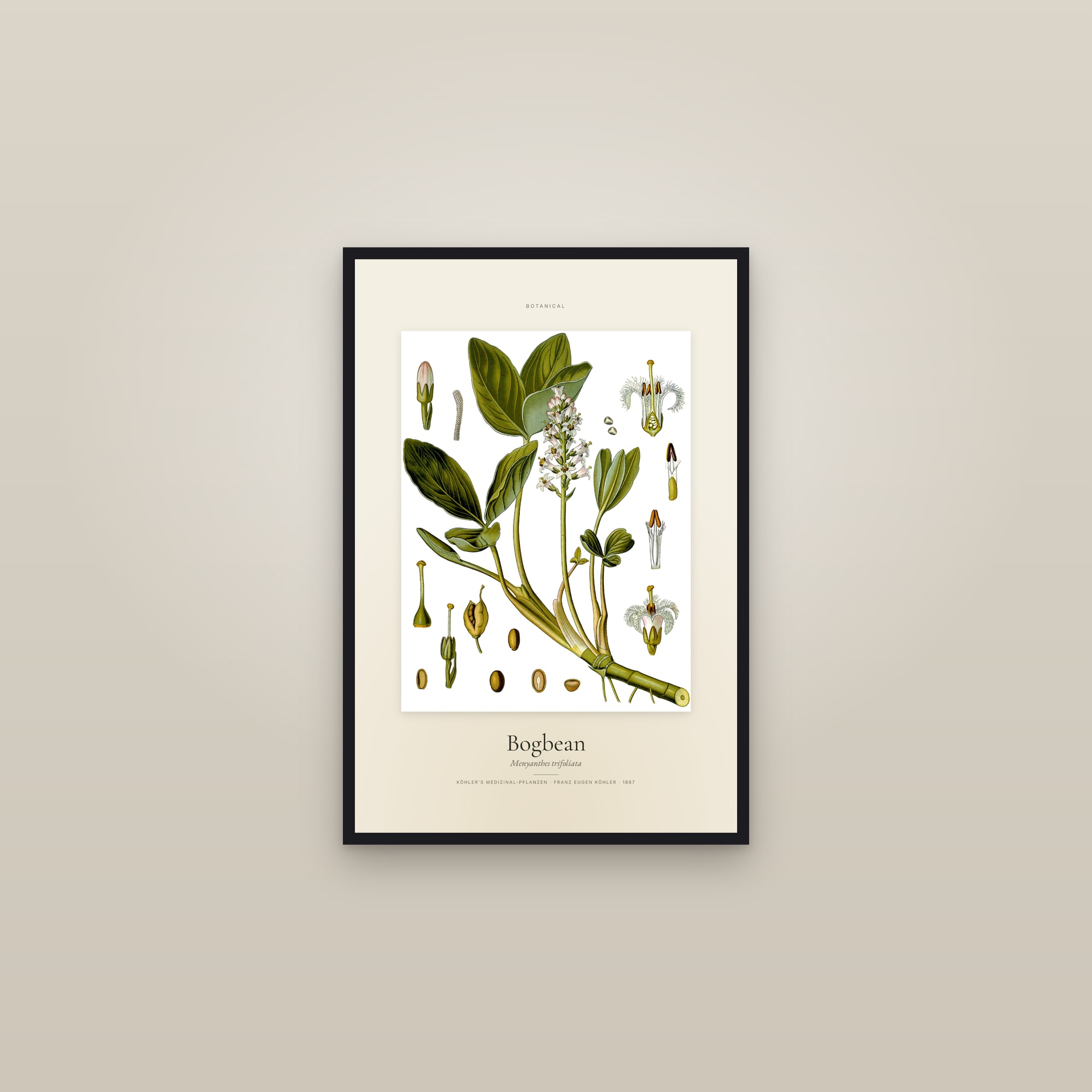 Bogbean — Specimen — framed in a gallery setting
