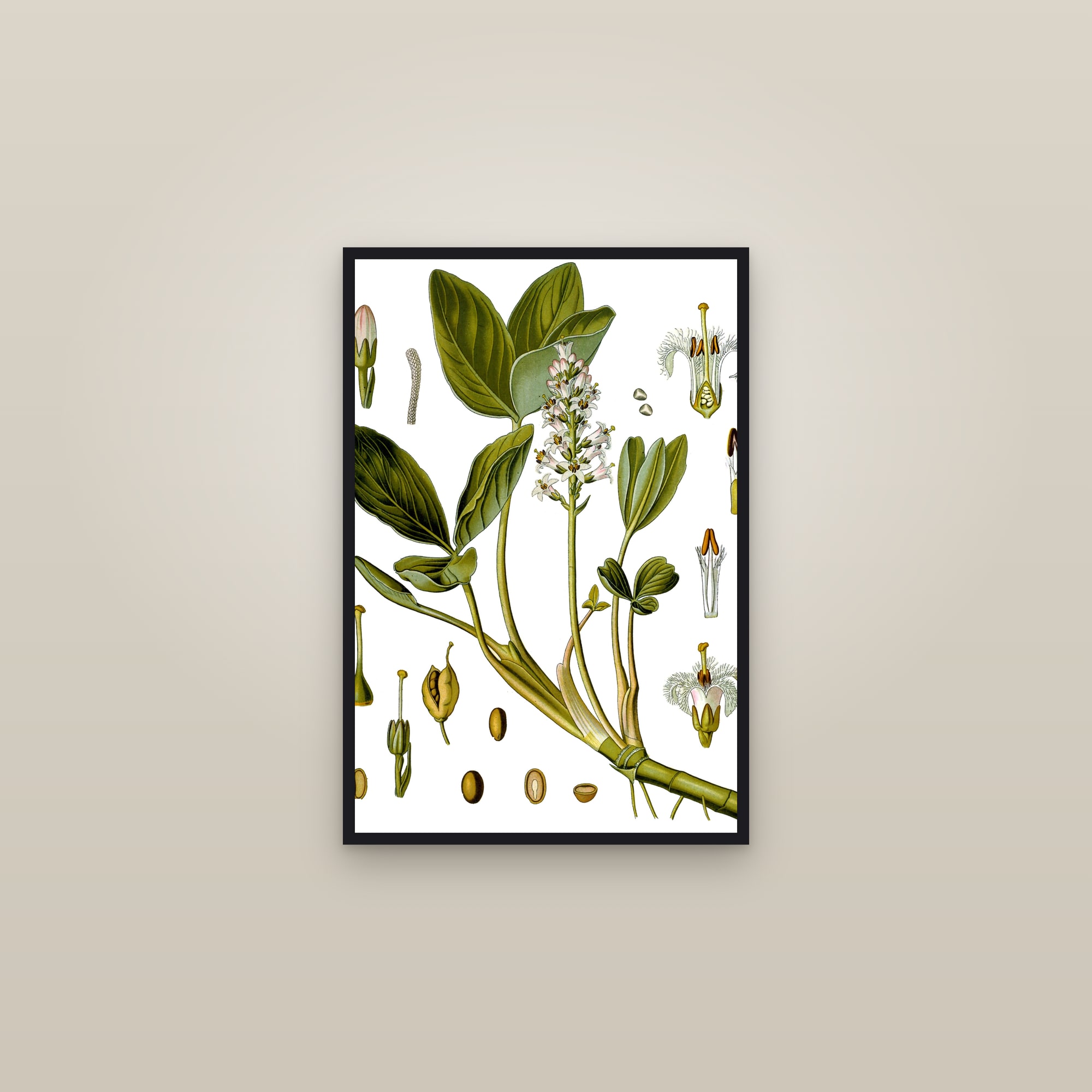 Bogbean — framed in a gallery setting