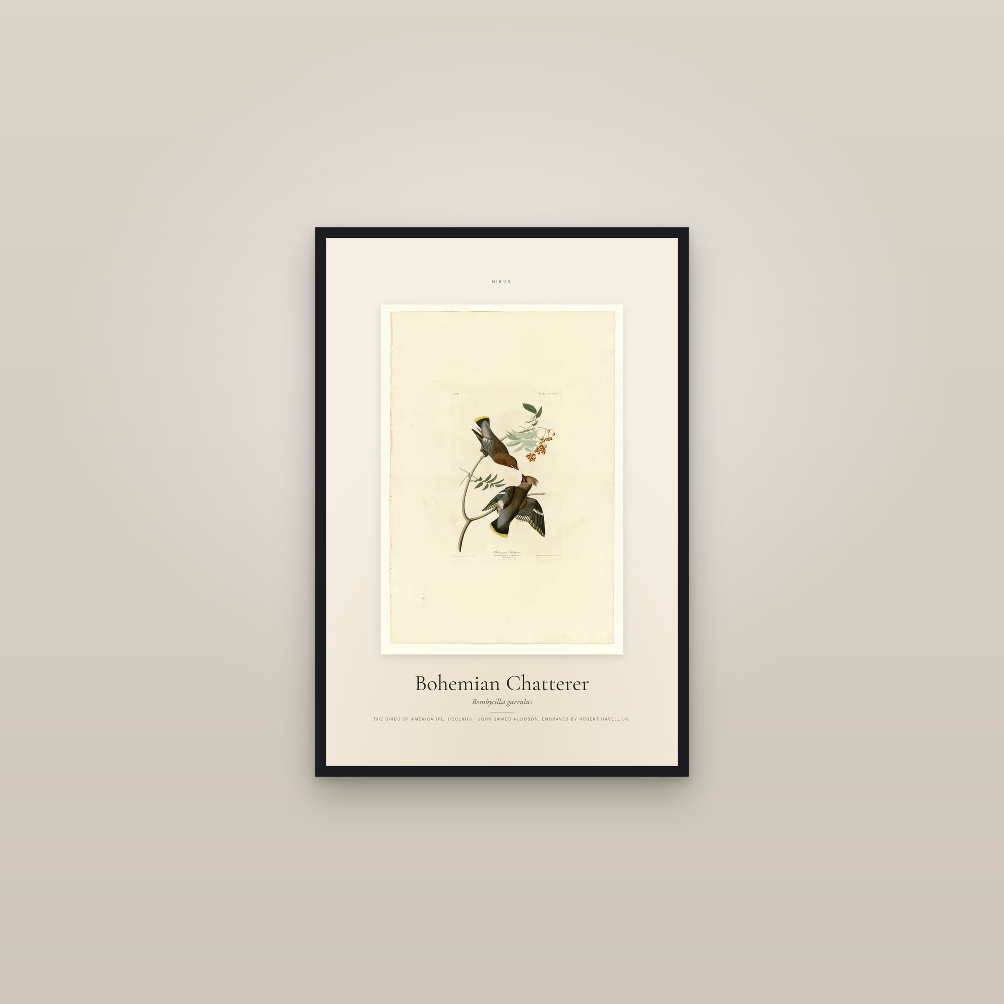 Bohemian Chatterer — Specimen — framed in a gallery setting