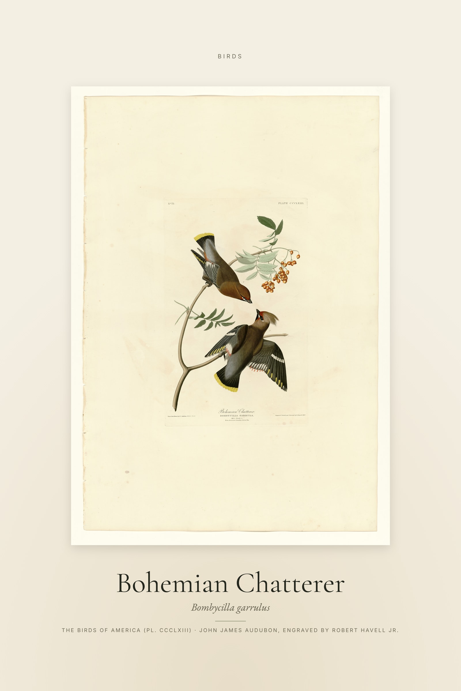 Bohemian Chatterer — Specimen