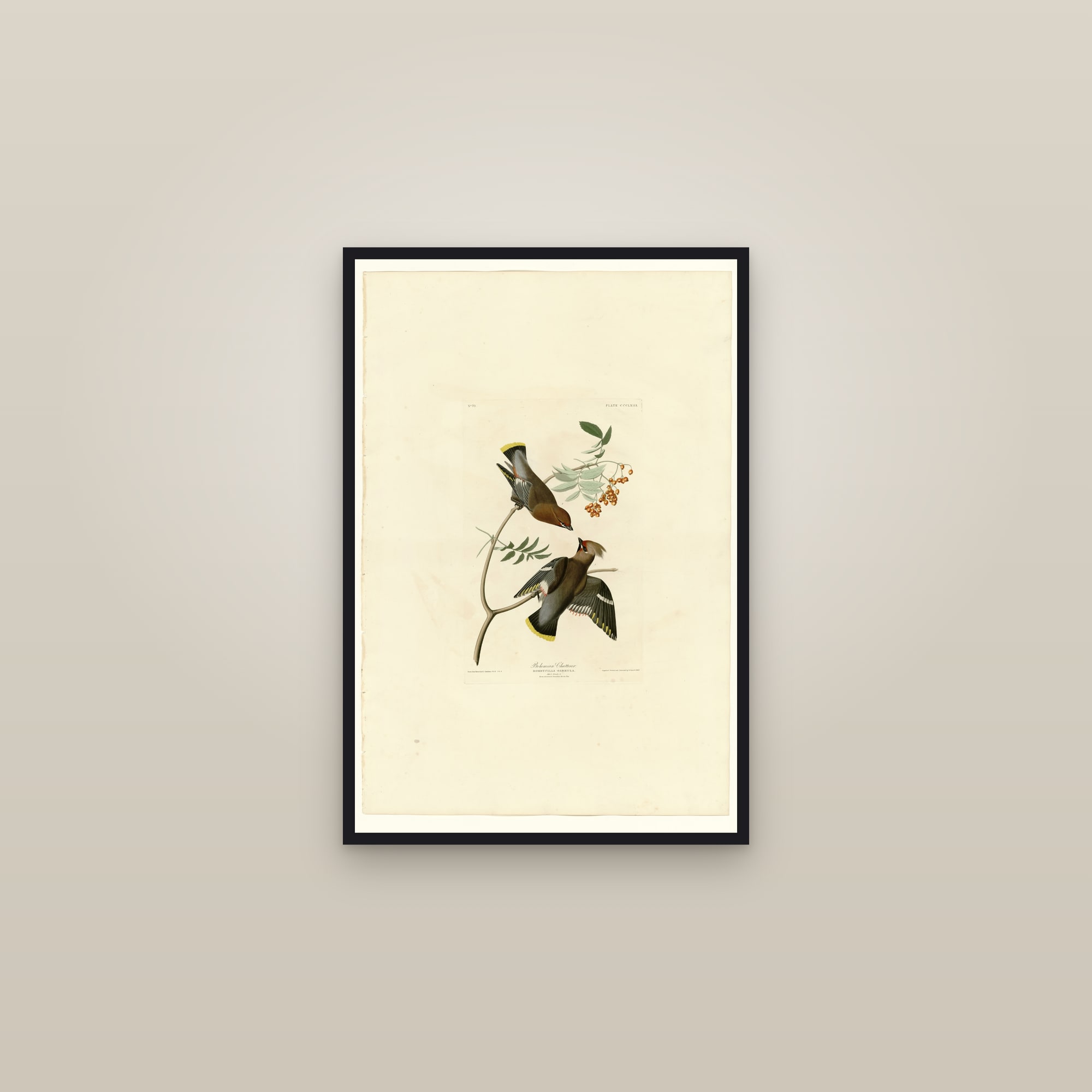Bohemian Chatterer — framed in a gallery setting
