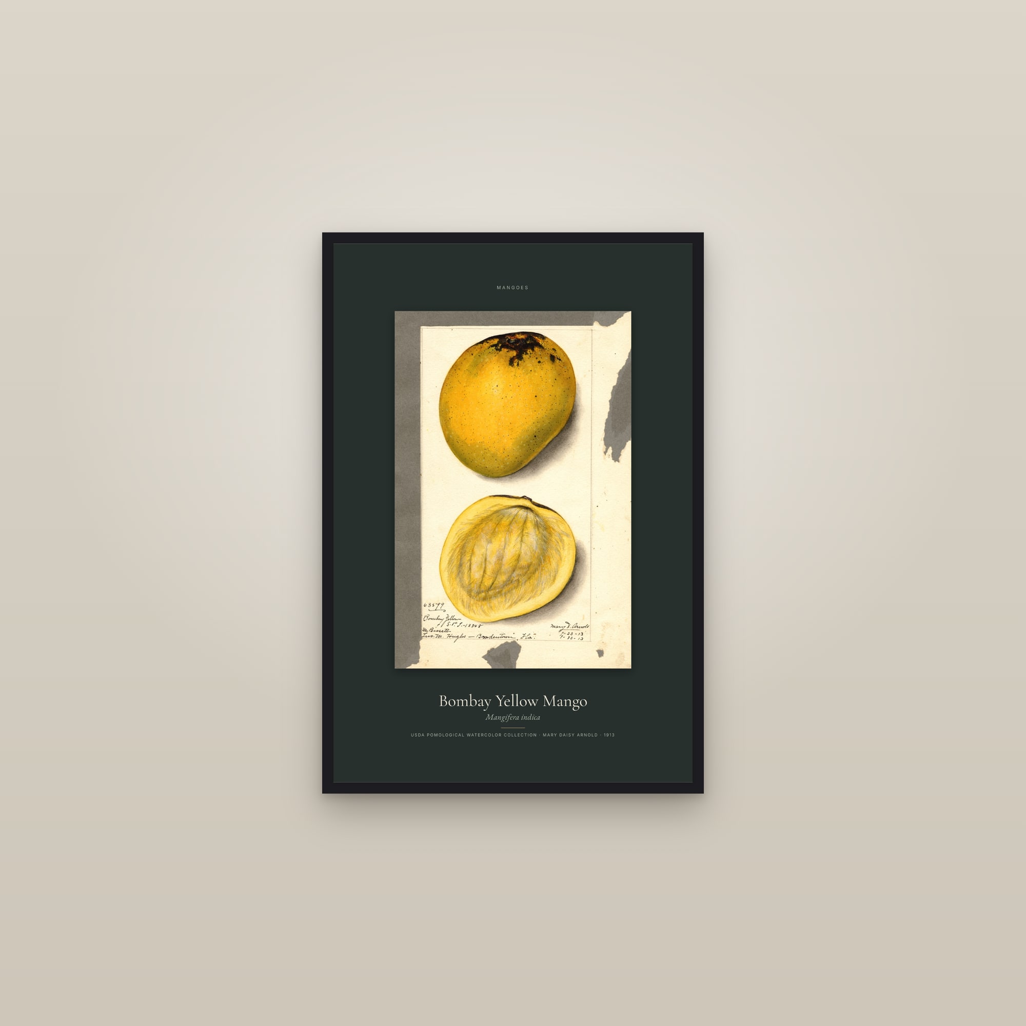 Bombay Yellow Mango — Specimen — framed in a gallery setting
