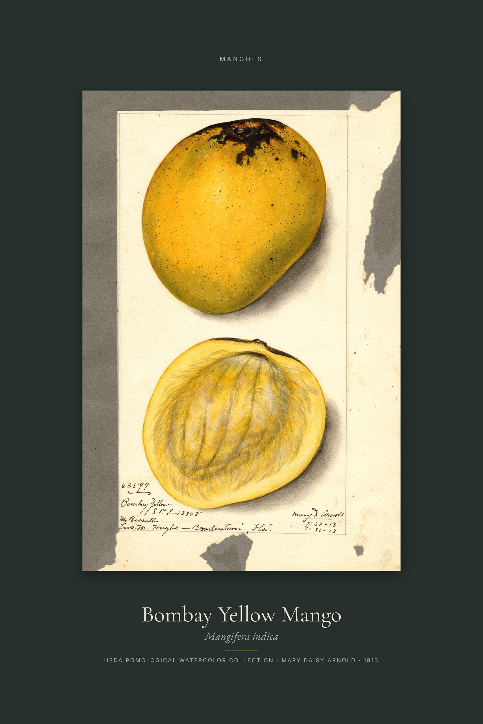 Bombay Yellow Mango — Specimen