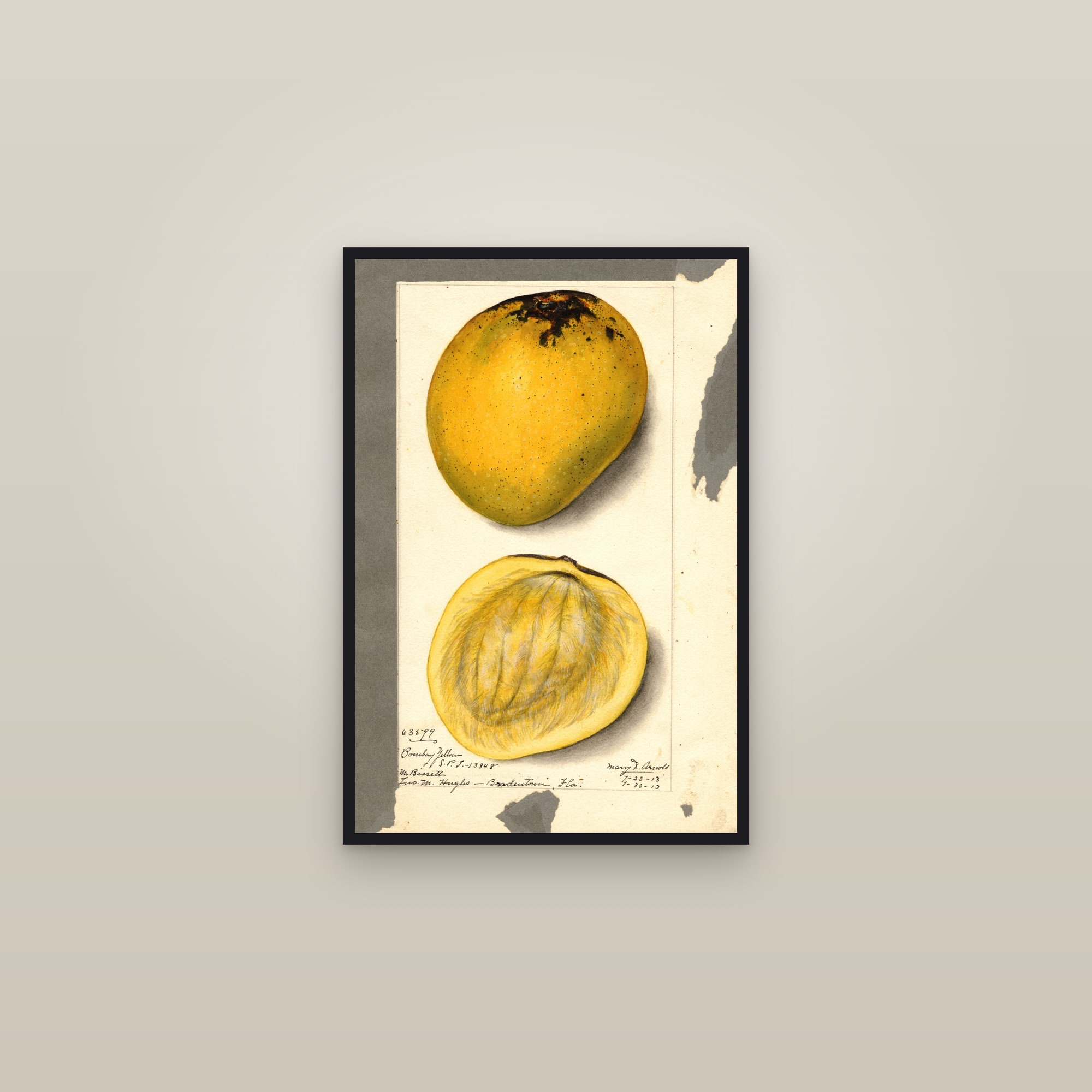 Bombay Yellow Mango — framed in a gallery setting