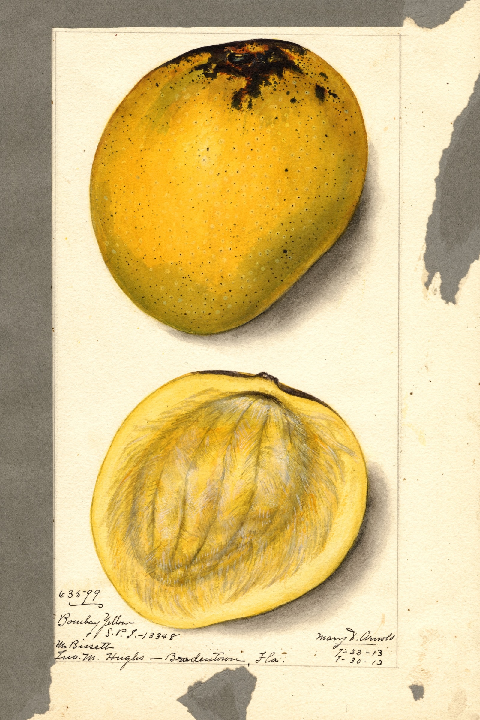 Bombay Yellow Mango