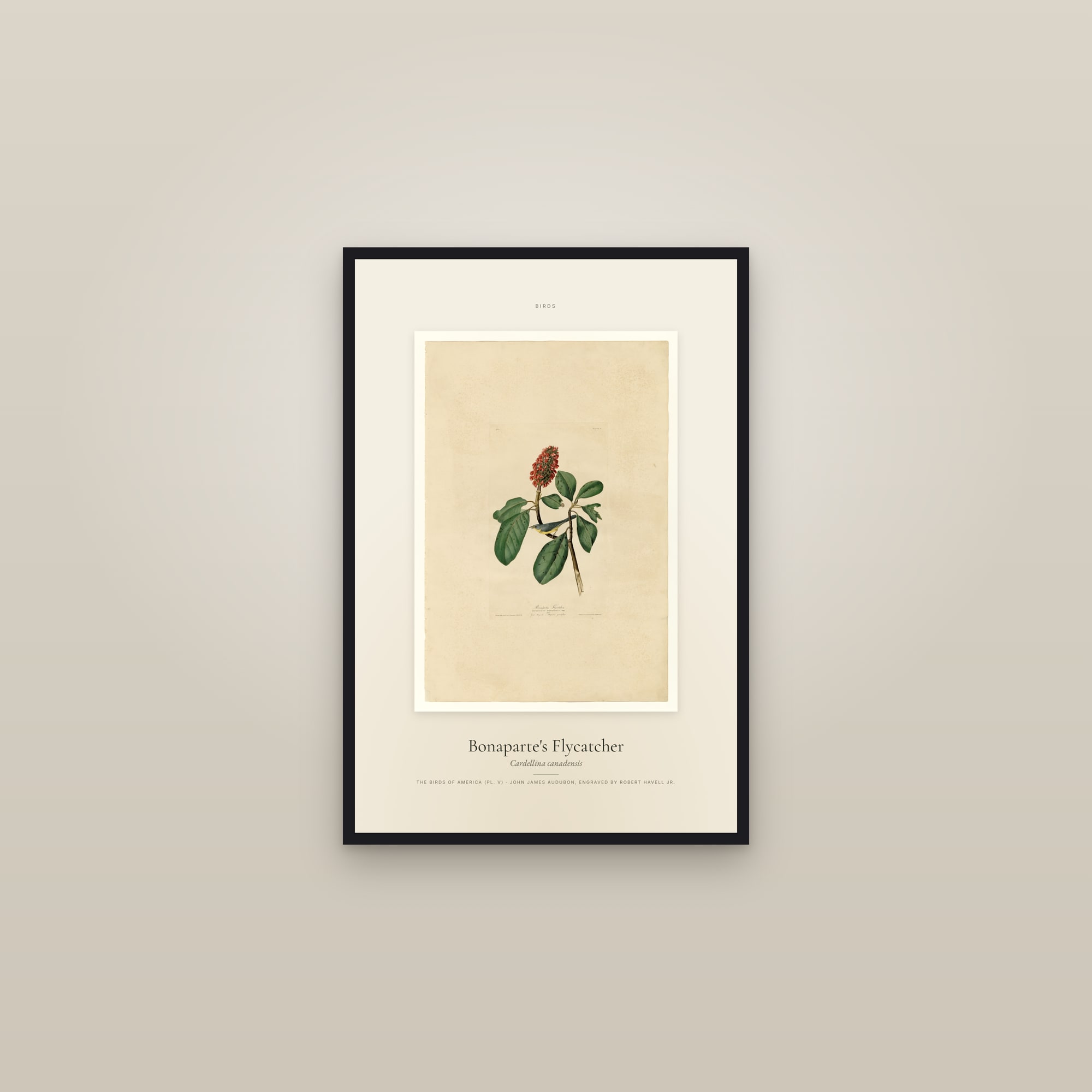 Bonaparte's Flycatcher — Specimen — framed in a gallery setting