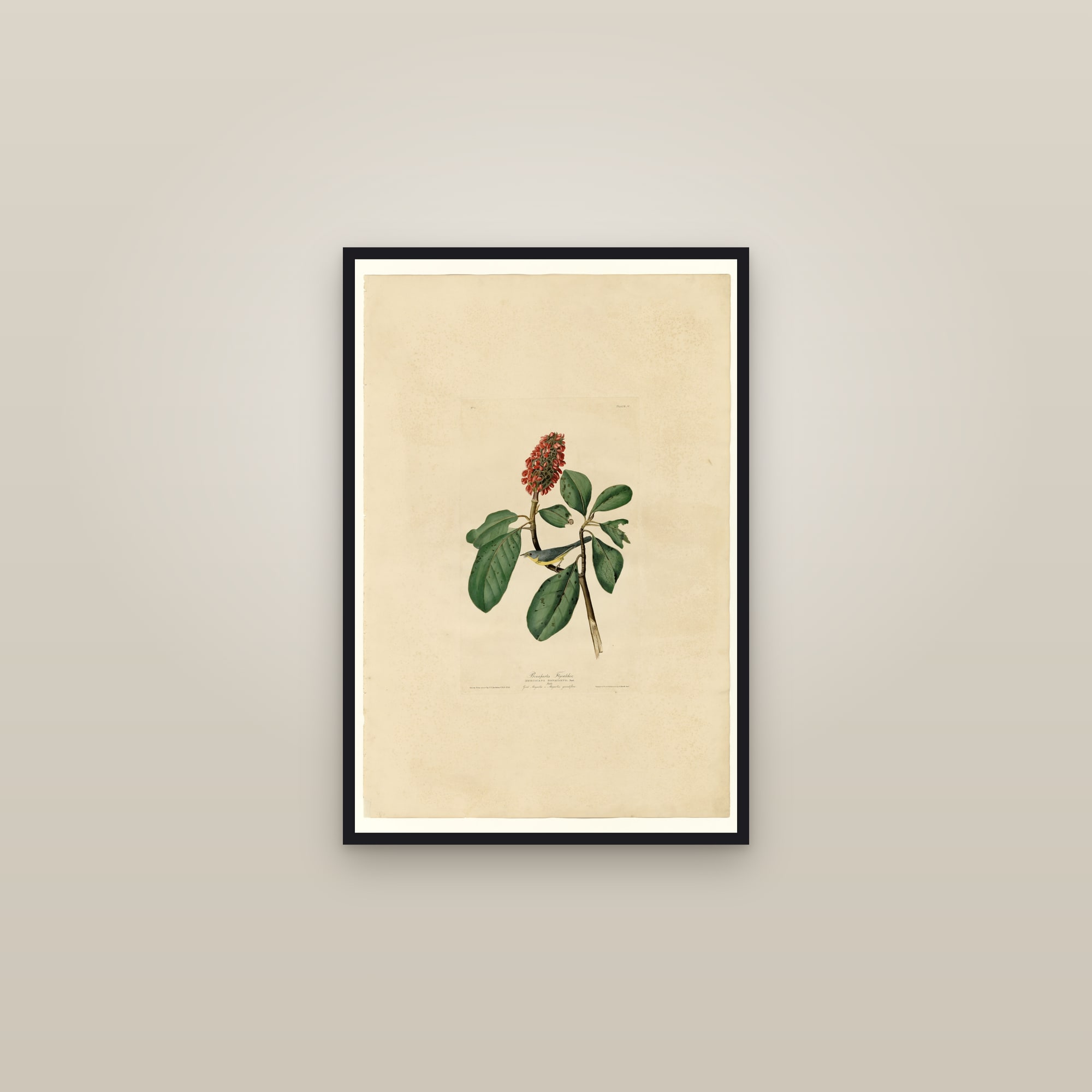 Bonaparte's Flycatcher — framed in a gallery setting