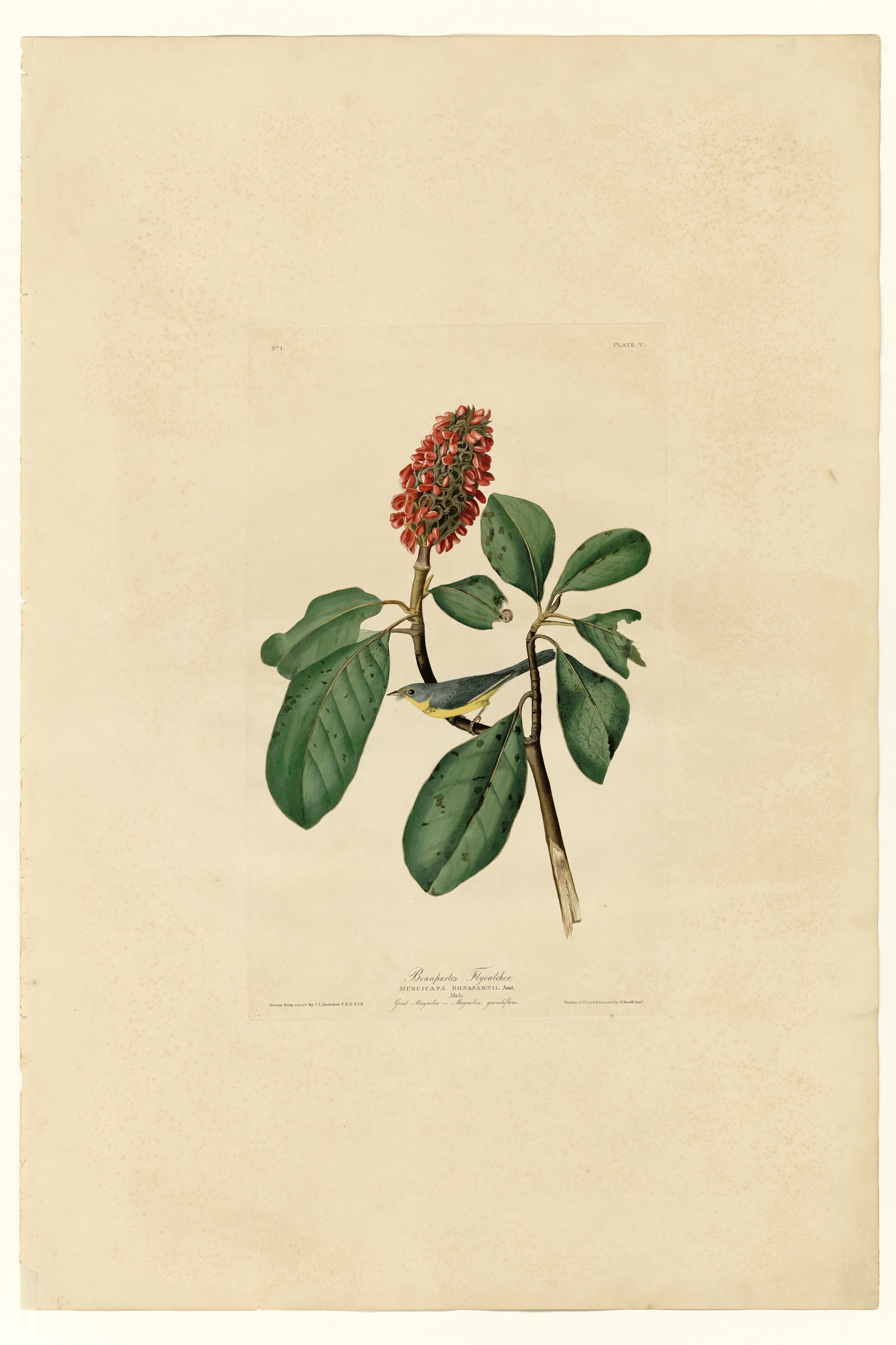 Bonaparte's Flycatcher