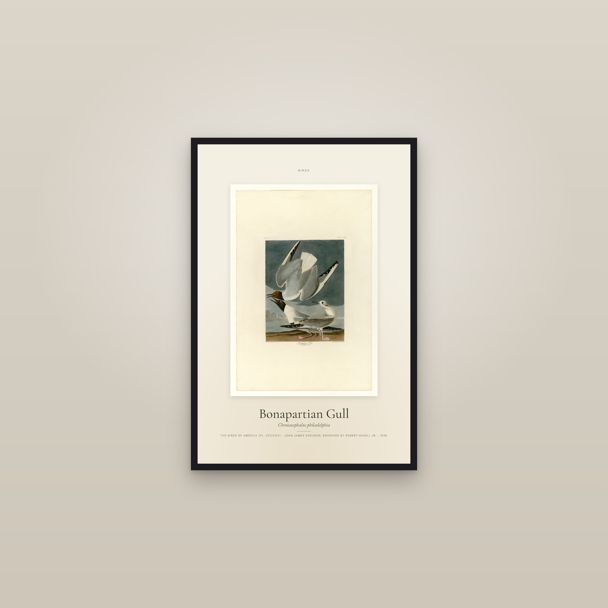 Bonapartian Gull — Specimen — framed in a gallery setting