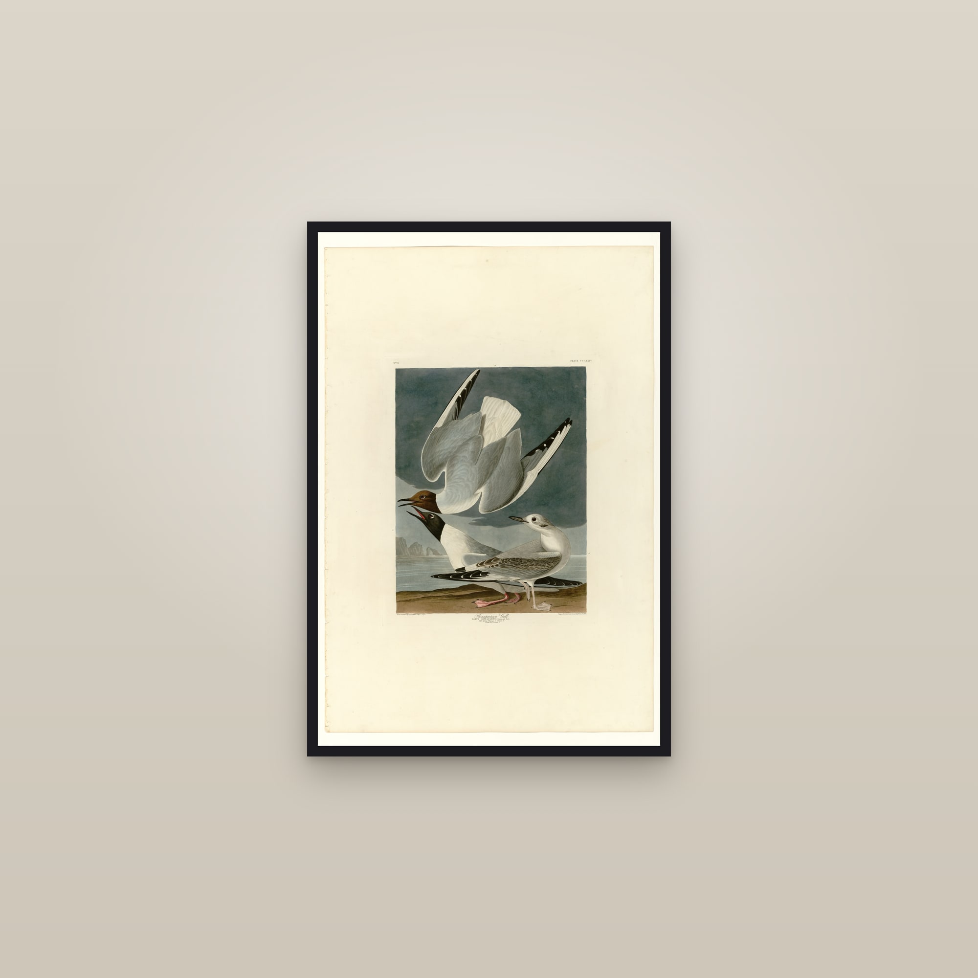 Bonapartian Gull — framed in a gallery setting