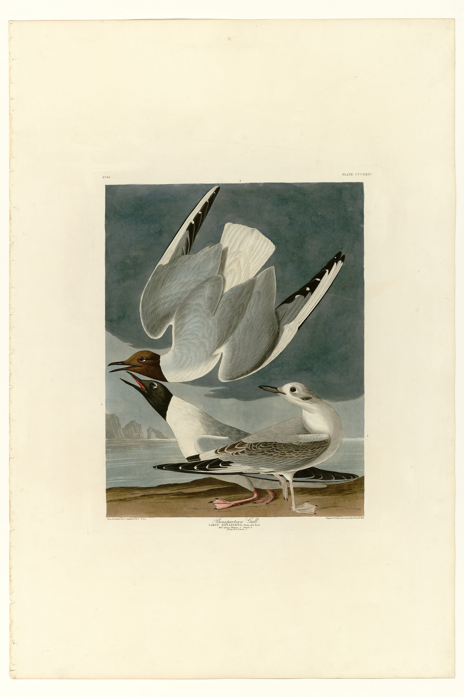 Bonapartian Gull