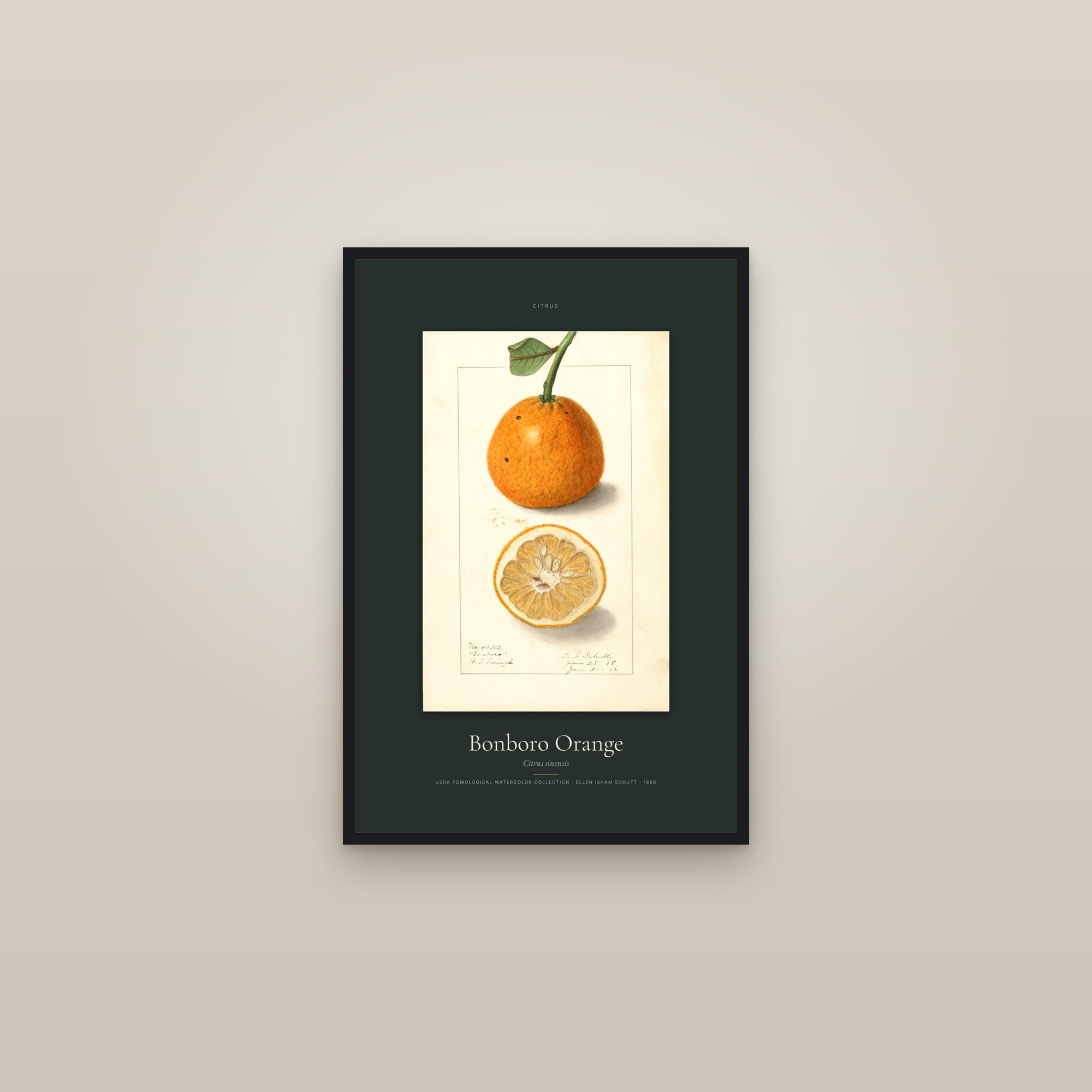 Bonboro Orange — Specimen — framed in a gallery setting