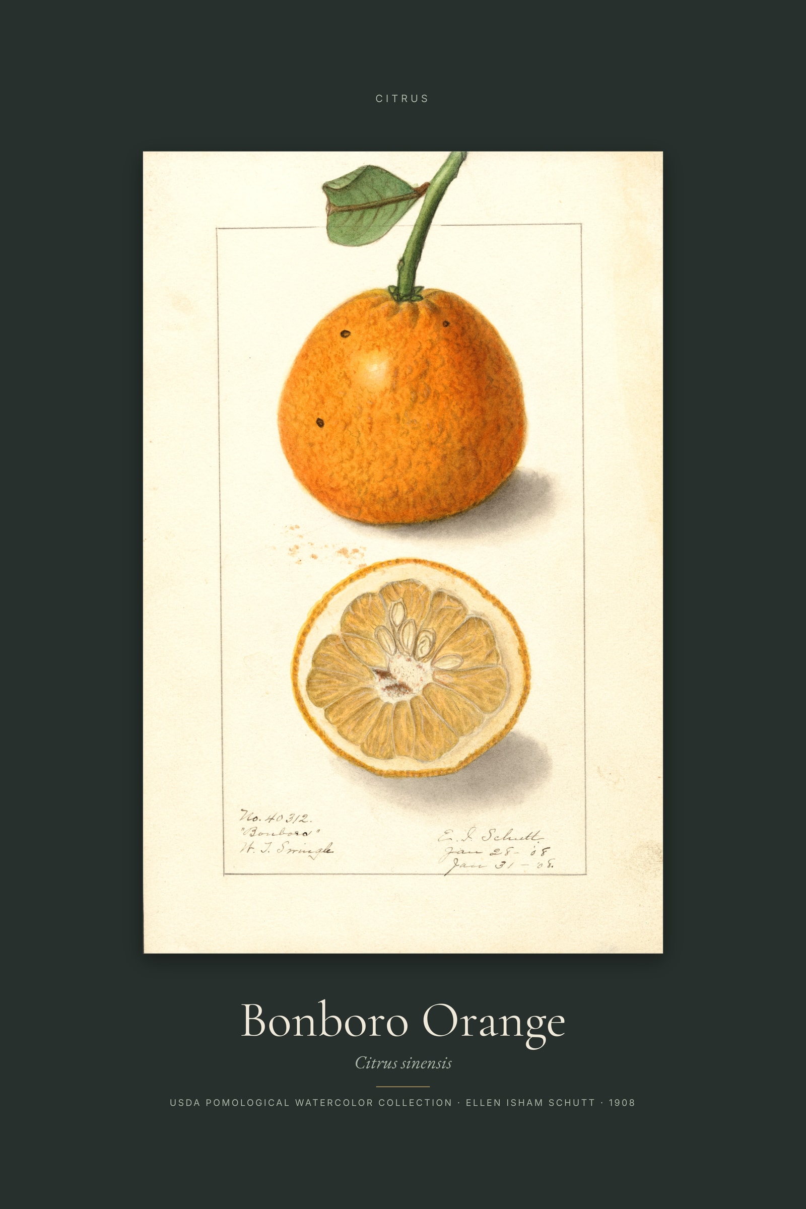 Bonboro Orange — Specimen