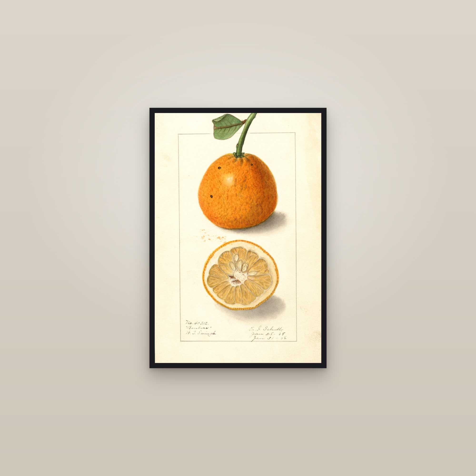 Bonboro Orange — framed in a gallery setting