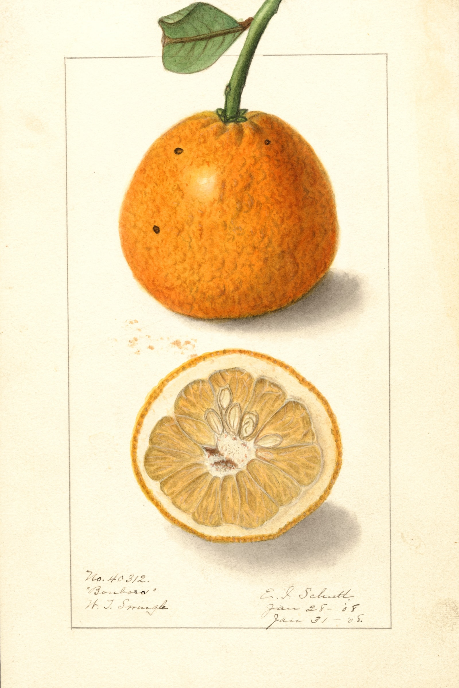 Bonboro Orange