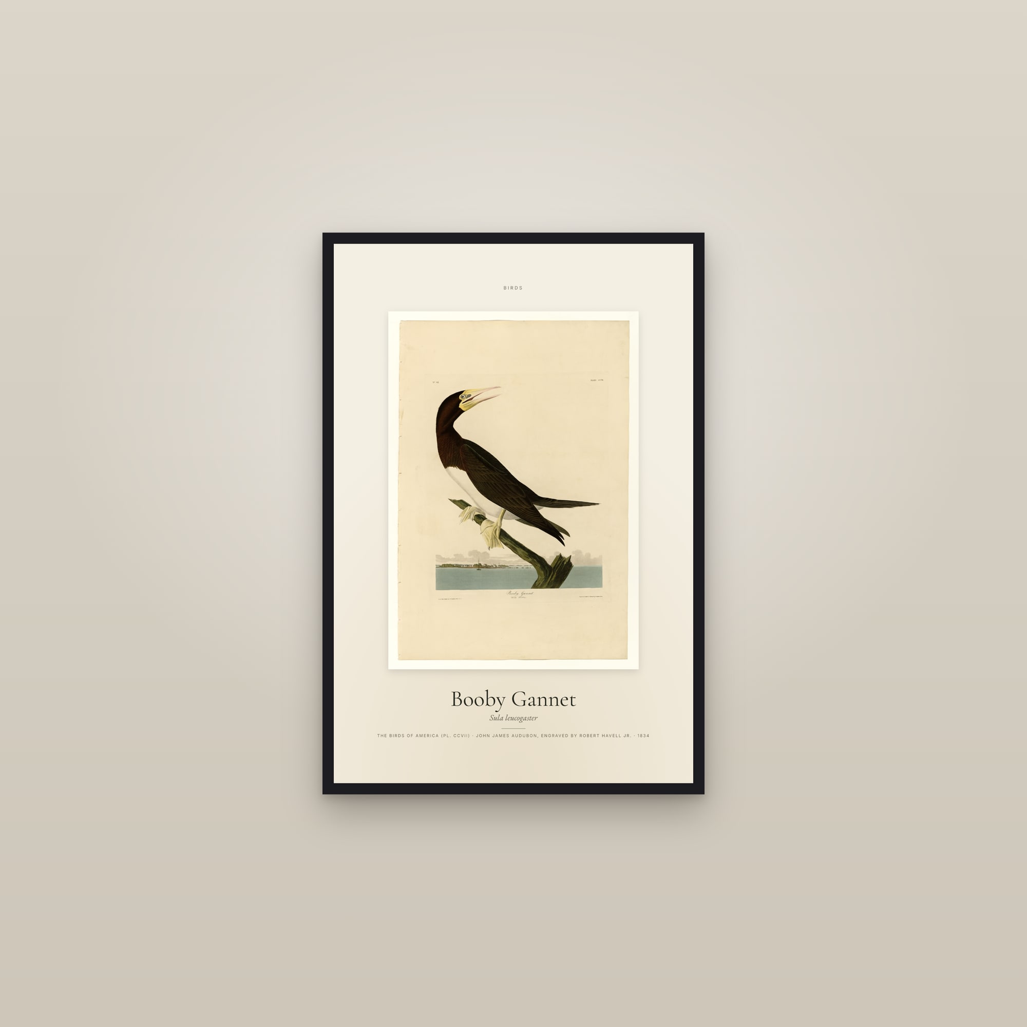 Booby Gannet — Specimen — framed in a gallery setting