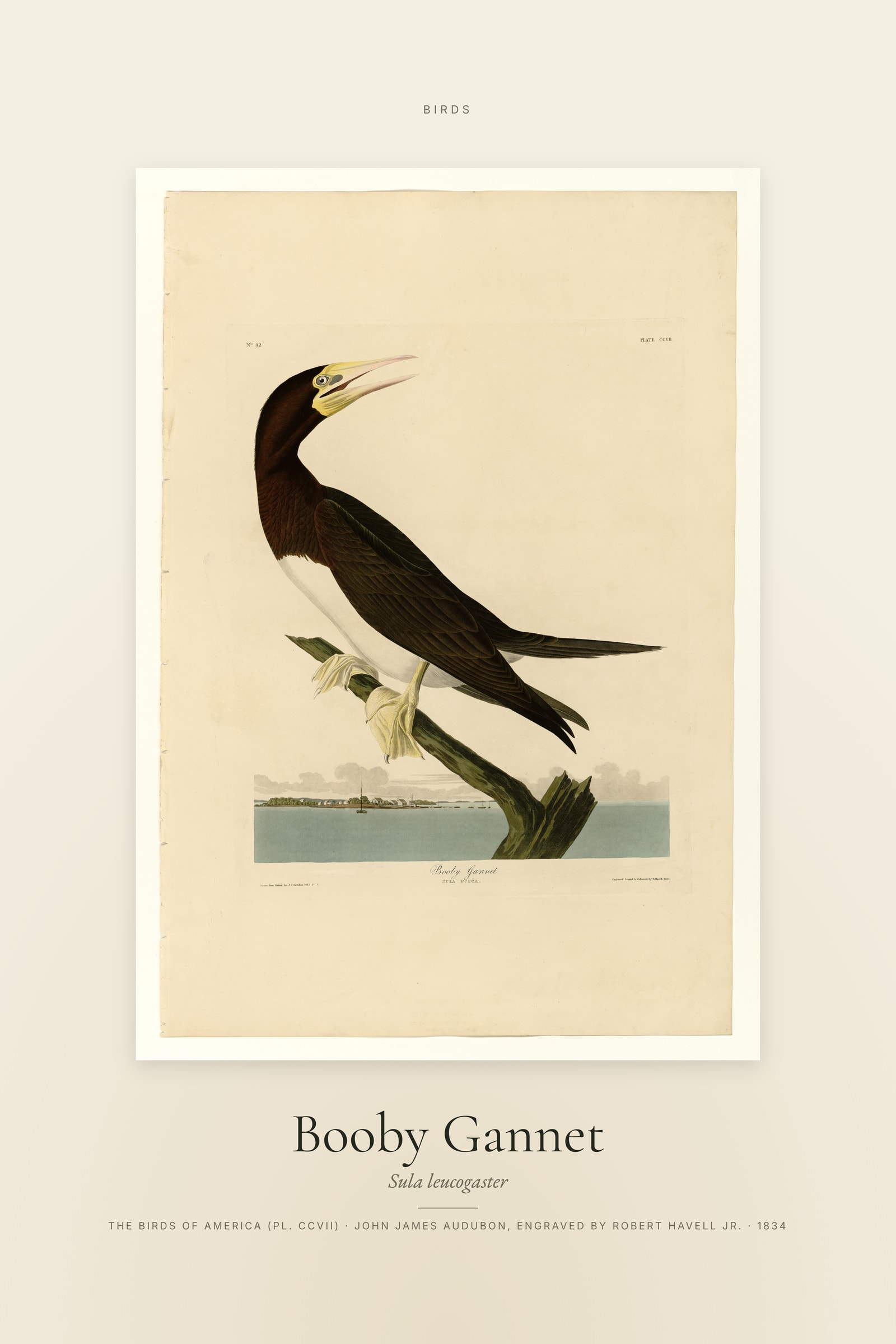 Booby Gannet — Specimen