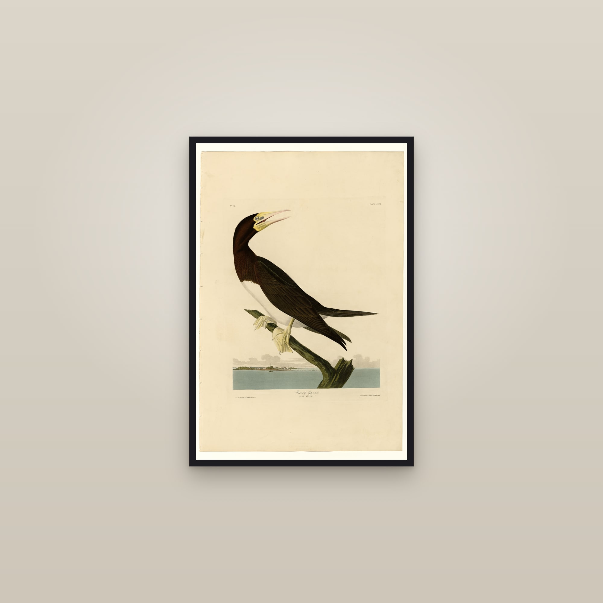 Booby Gannet — framed in a gallery setting