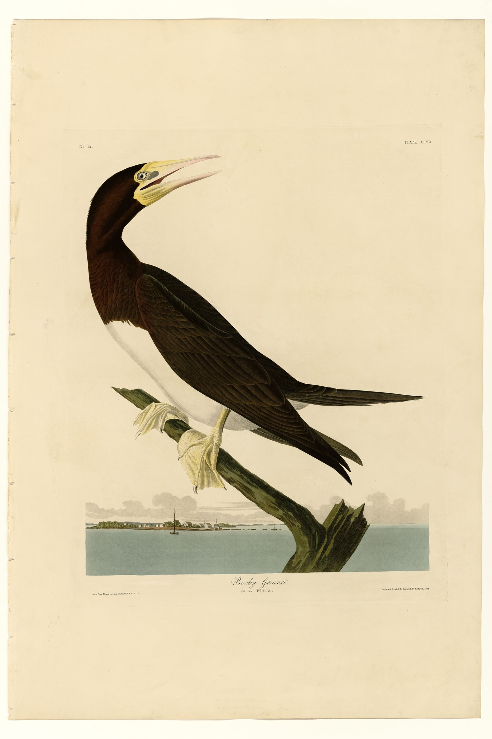 Booby Gannet