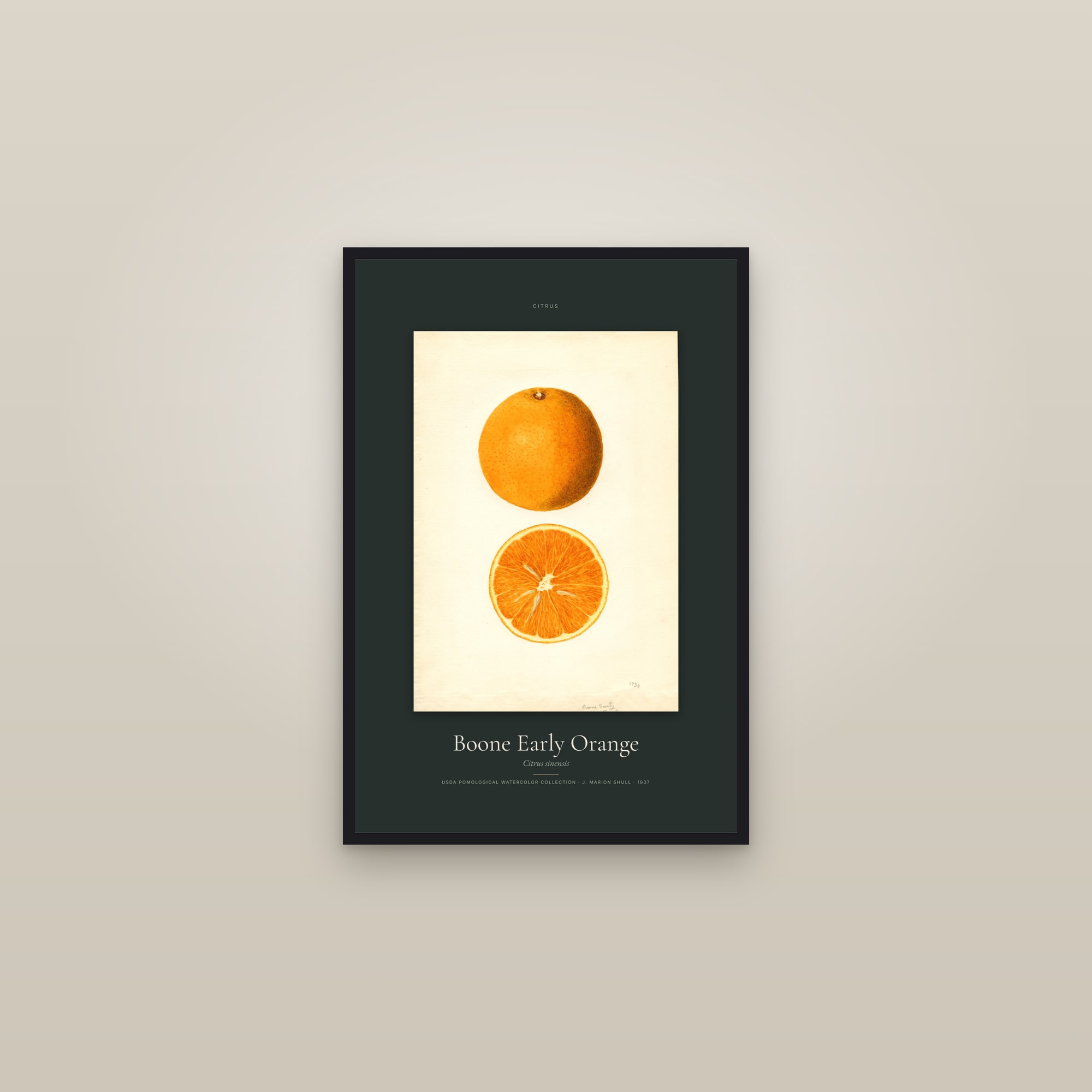 Boone Early Orange — Specimen — framed in a gallery setting