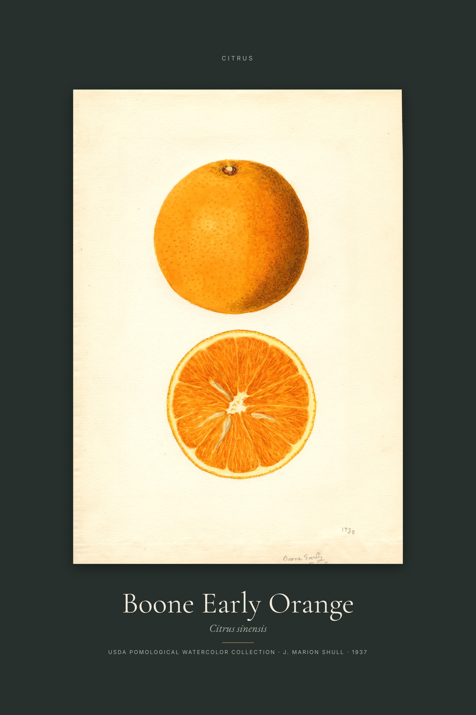Boone Early Orange — Specimen