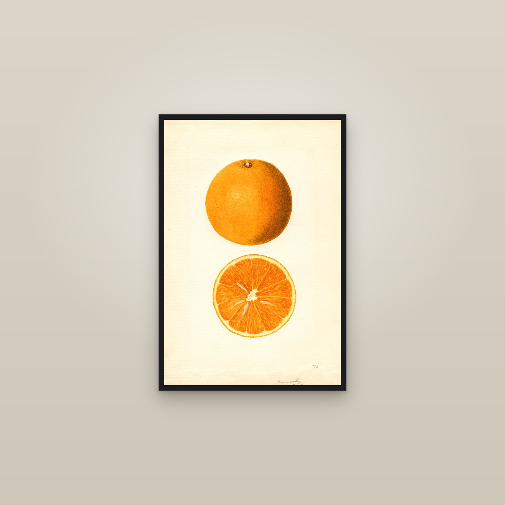 Boone Early Orange — framed in a gallery setting