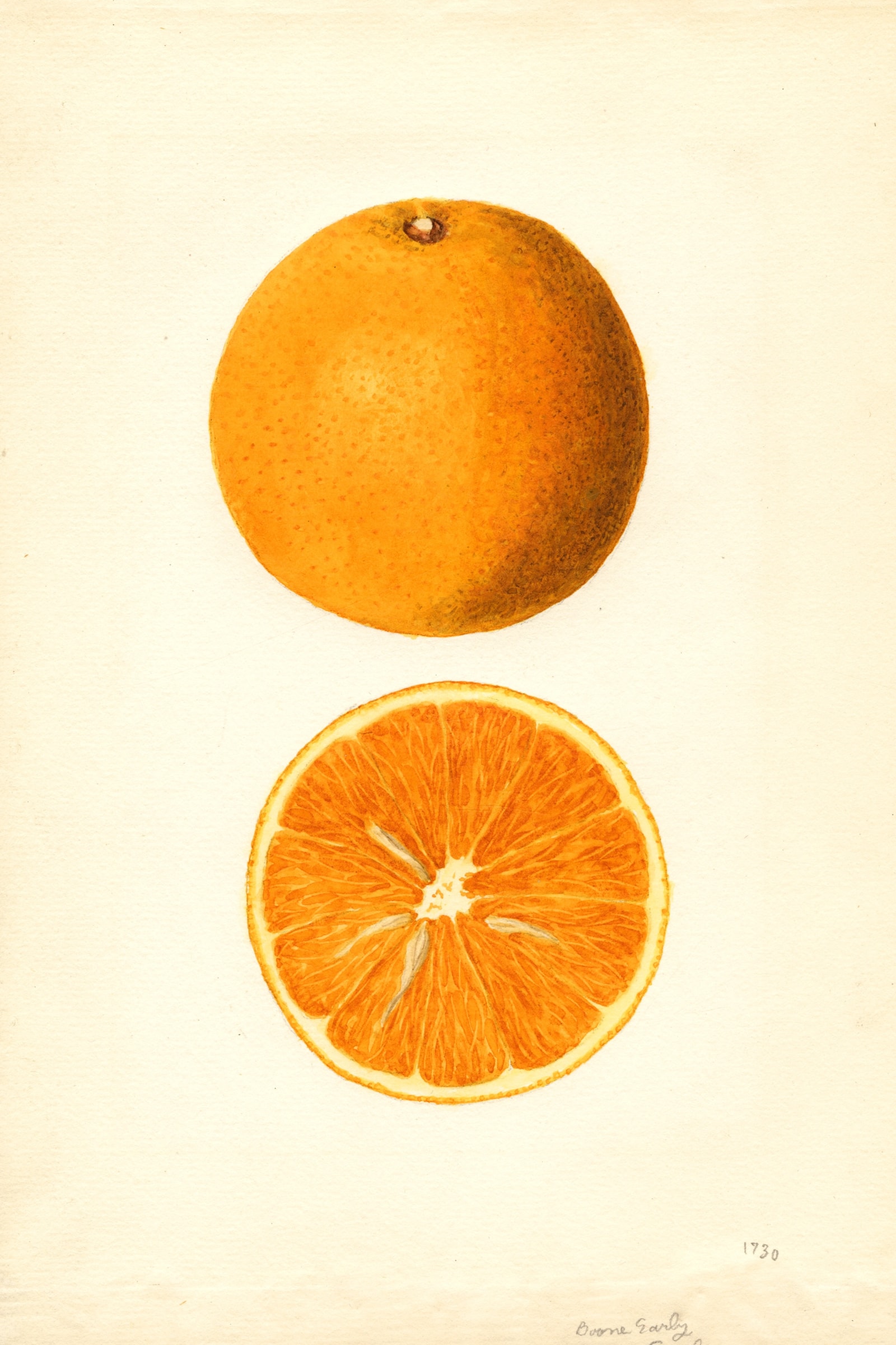 Boone Early Orange