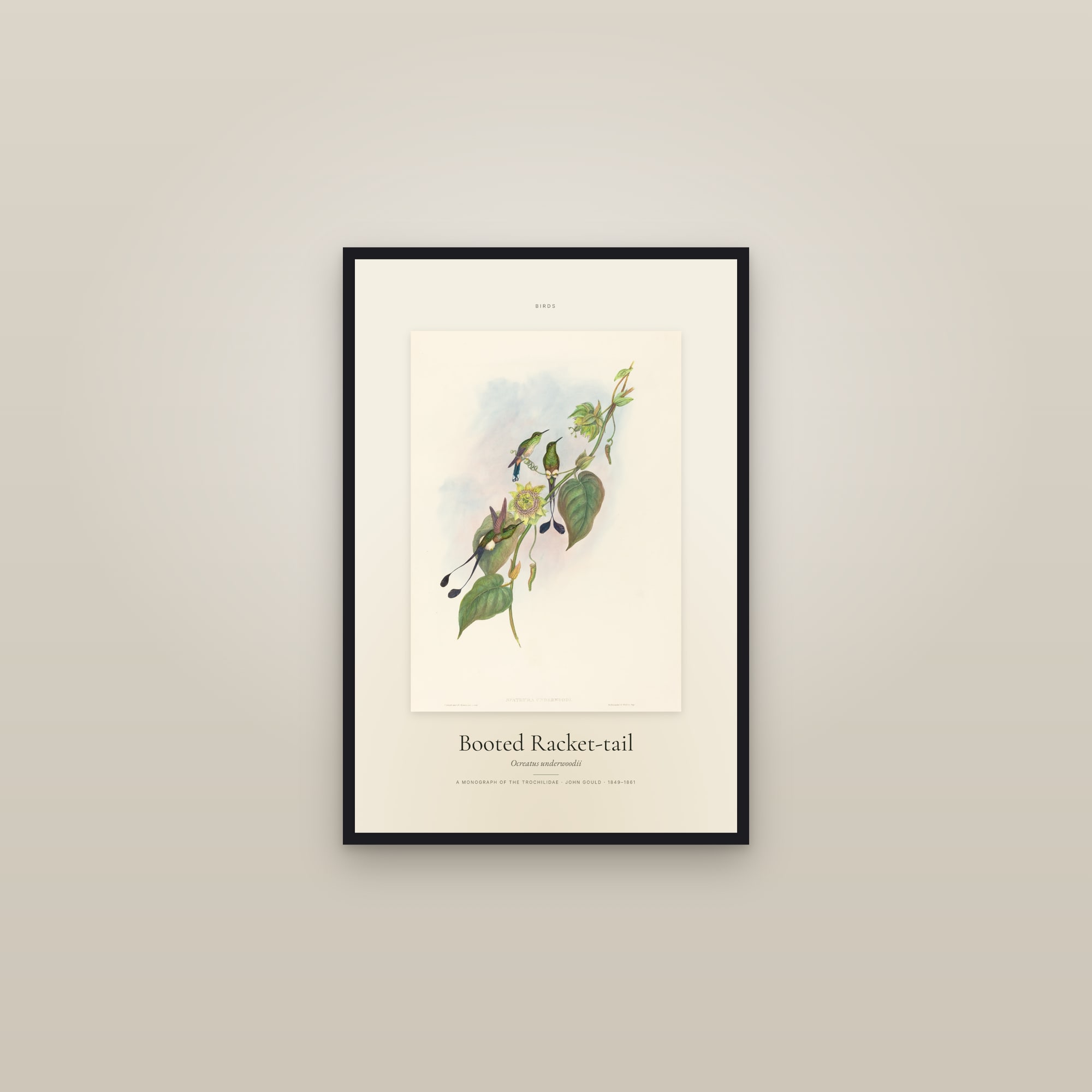 Booted Racket-tail — Specimen — framed in a gallery setting