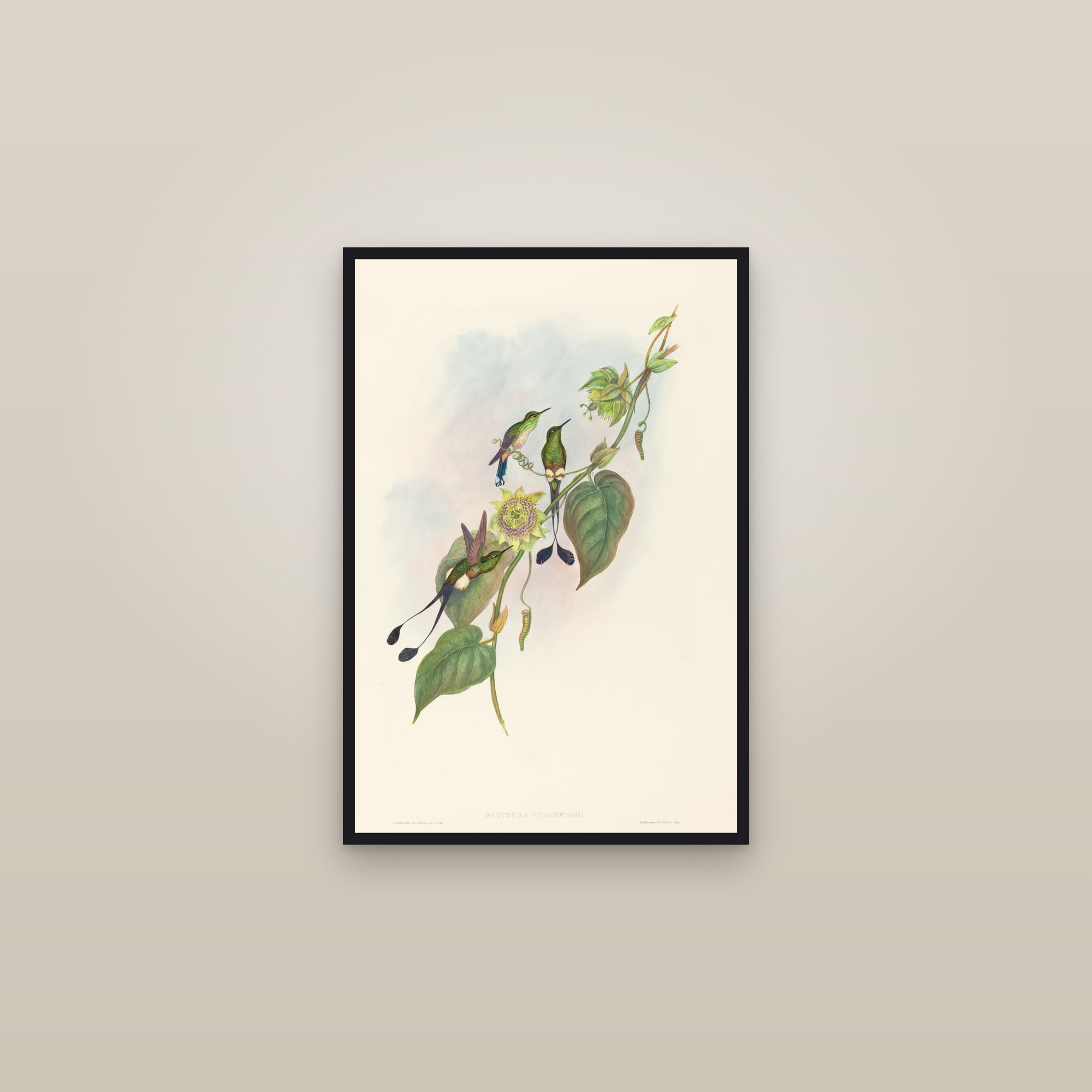 Booted Racket-tail