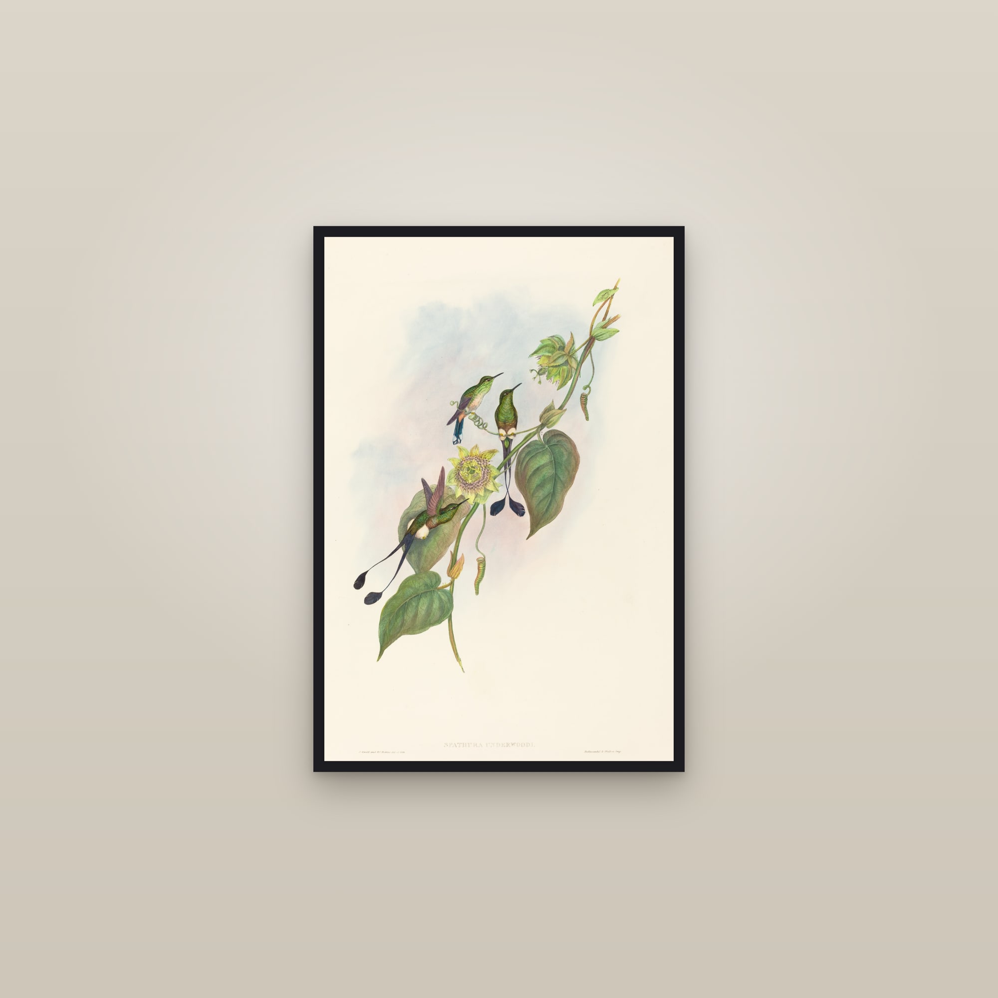 Booted Racket-tail — framed in a gallery setting