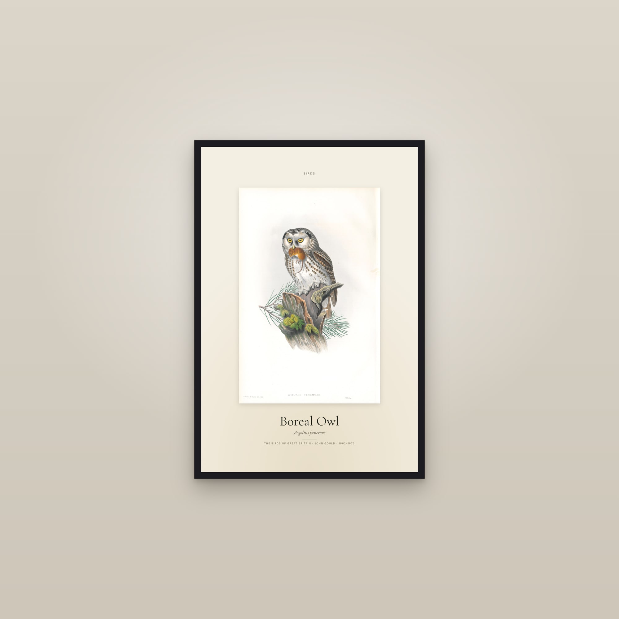 Boreal Owl — Specimen — framed in a gallery setting