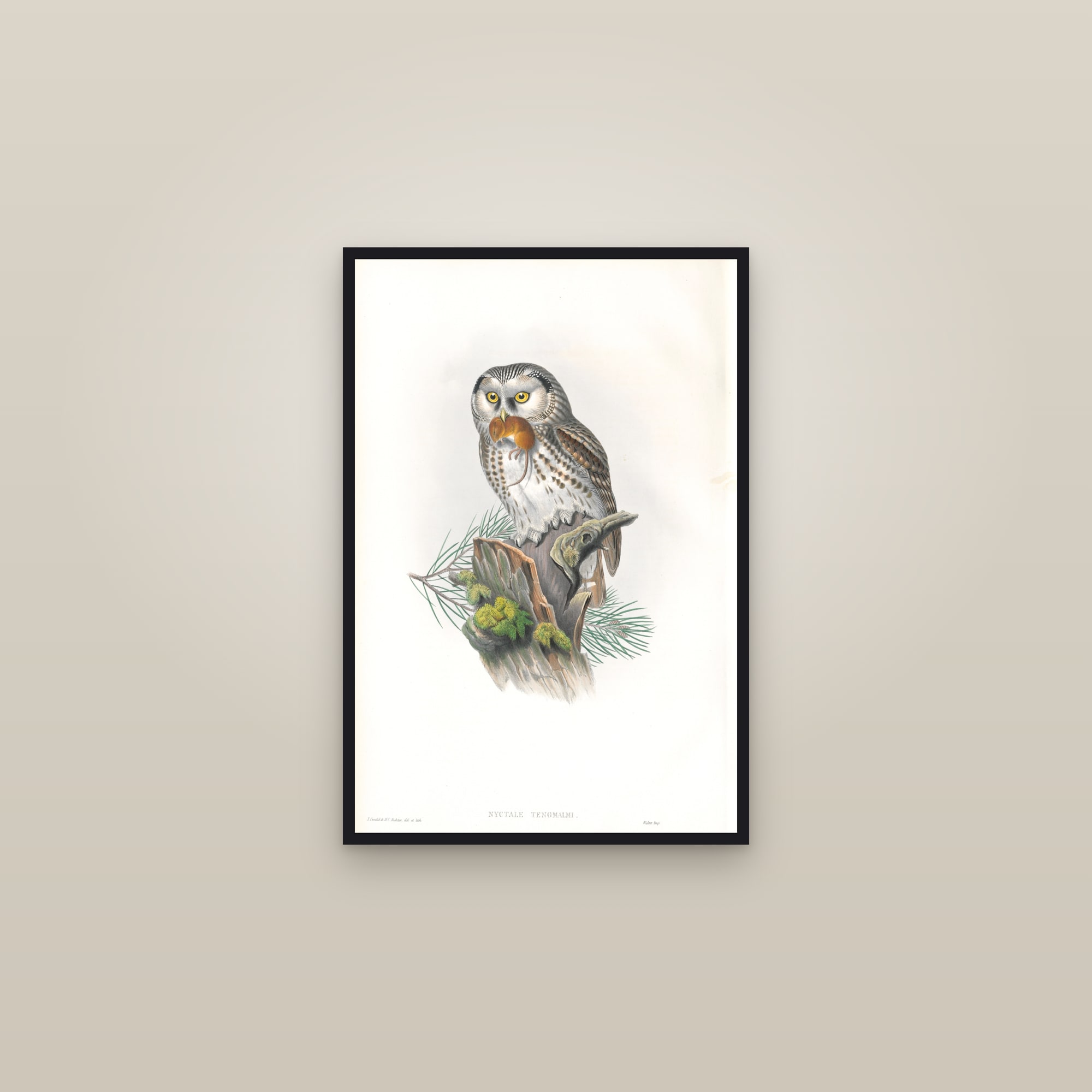Boreal Owl — framed in a gallery setting