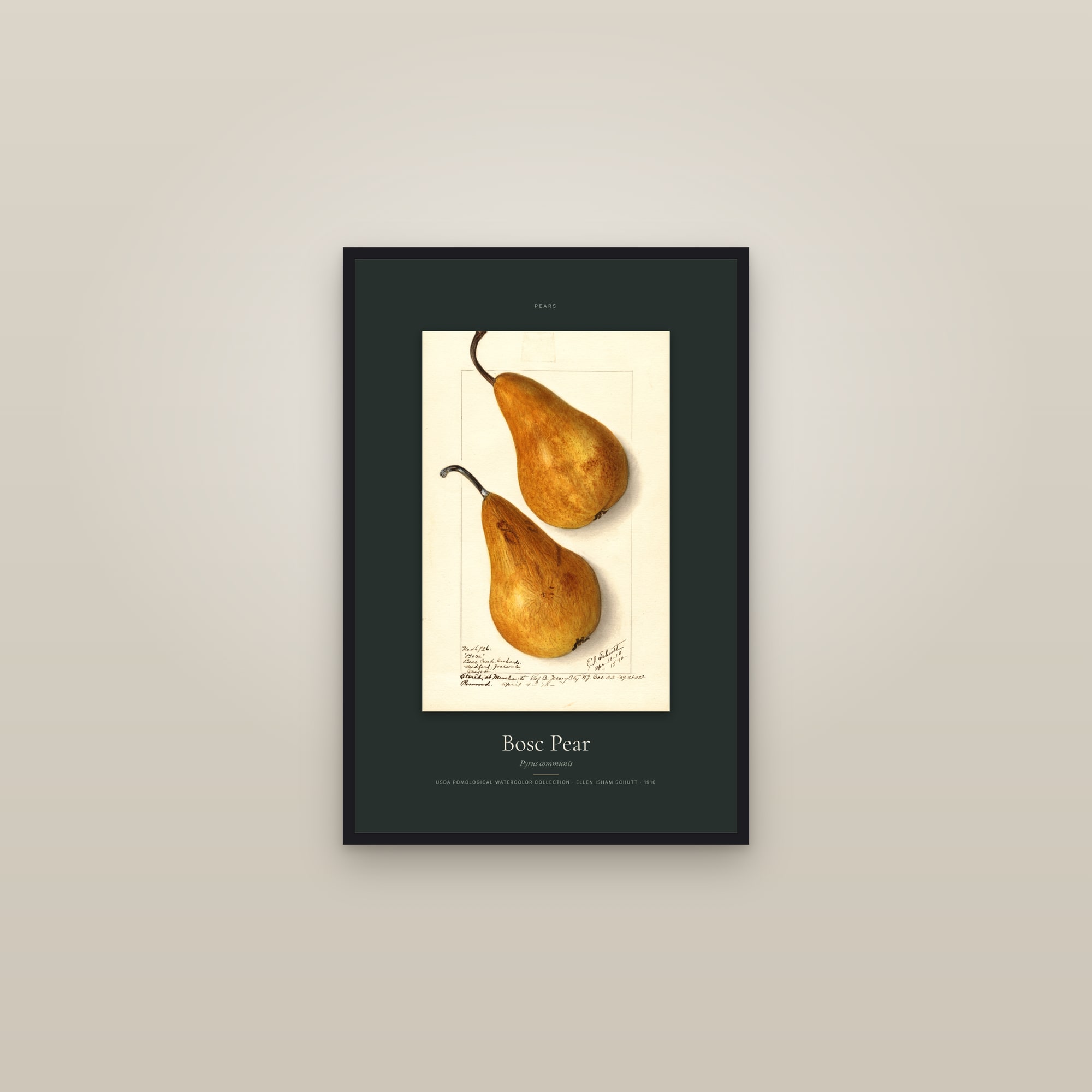 Bosc Pear — Specimen — framed in a gallery setting