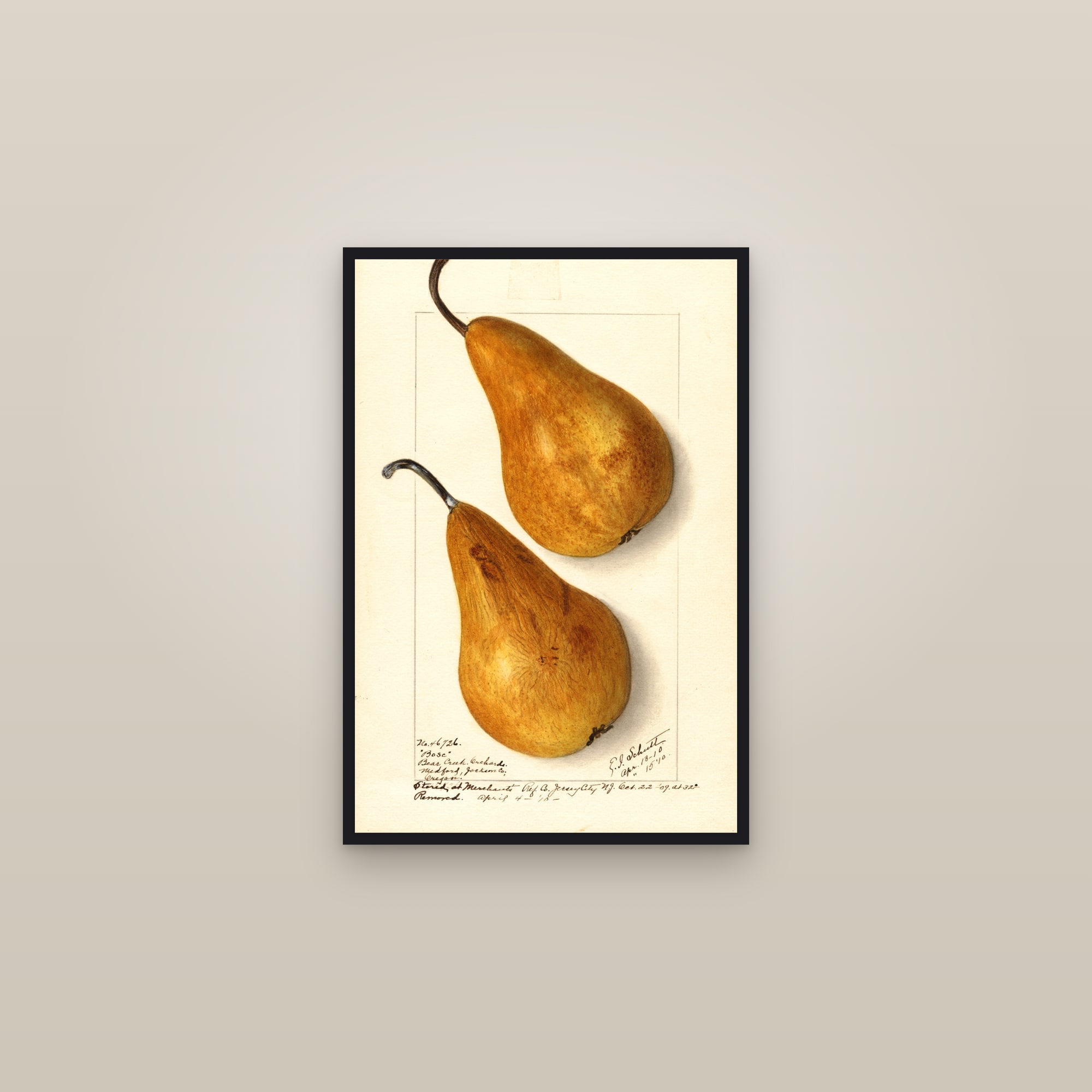 Bosc Pear — framed in a gallery setting