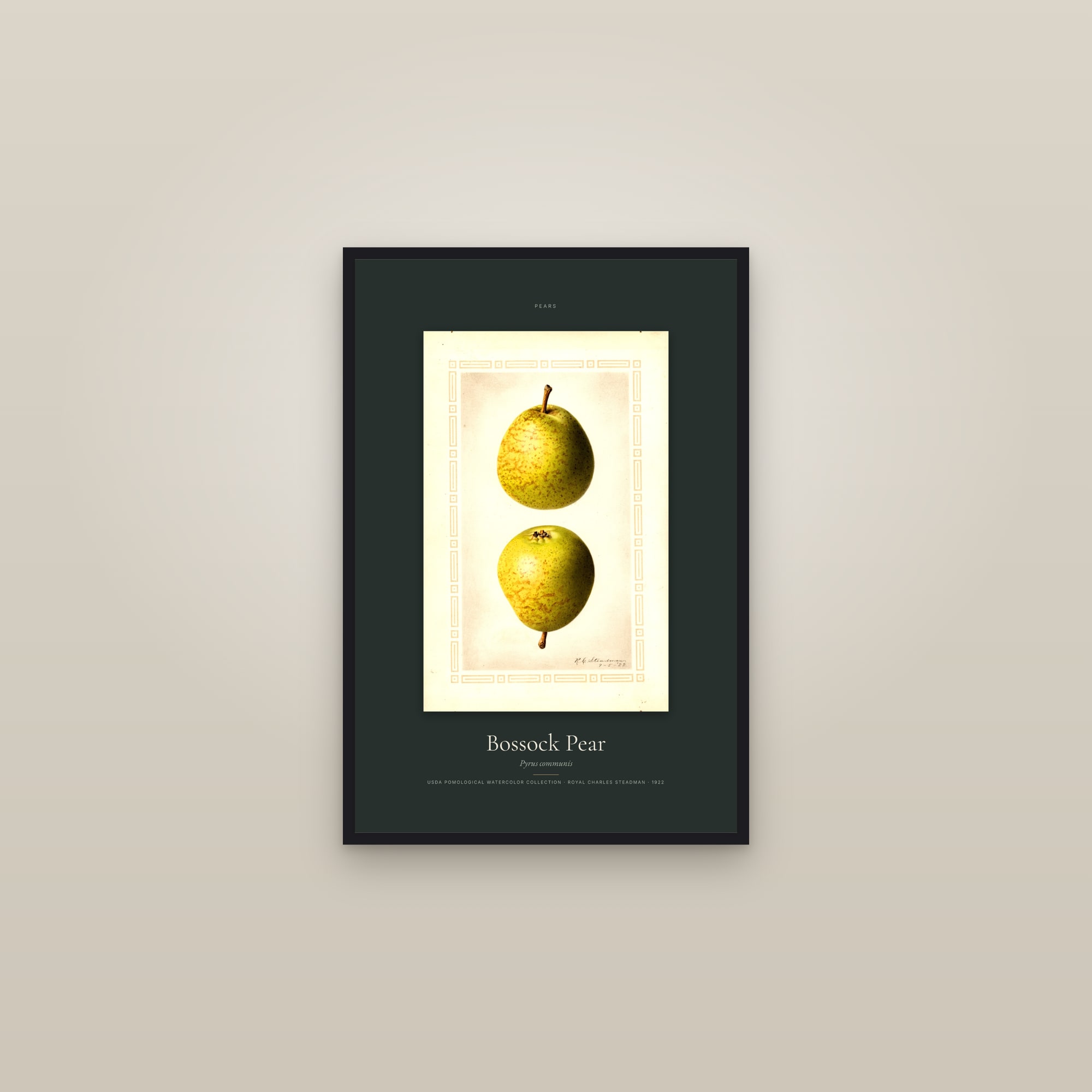 Bossock Pear — Specimen — framed in a gallery setting