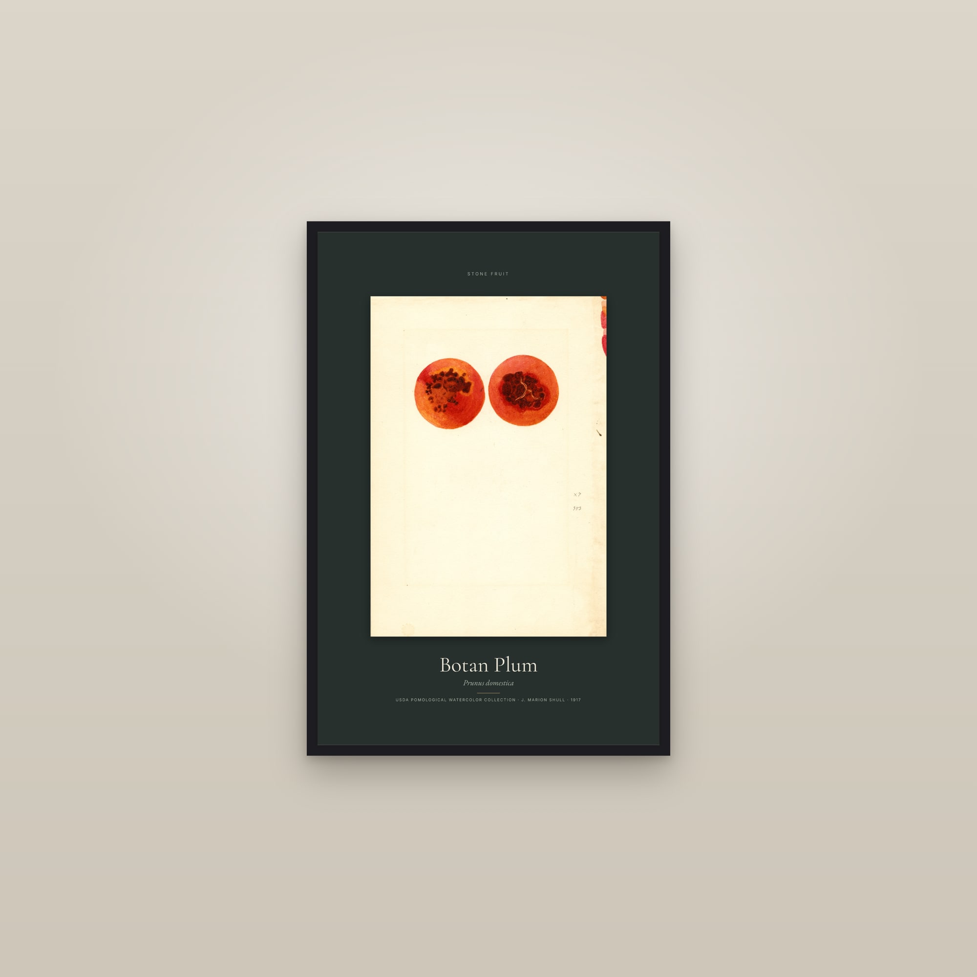 Botan Plum — Specimen — framed in a gallery setting