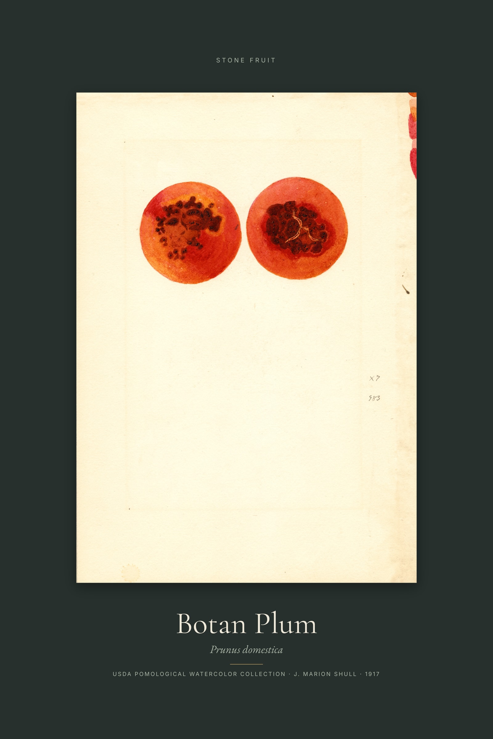 Botan Plum — Specimen