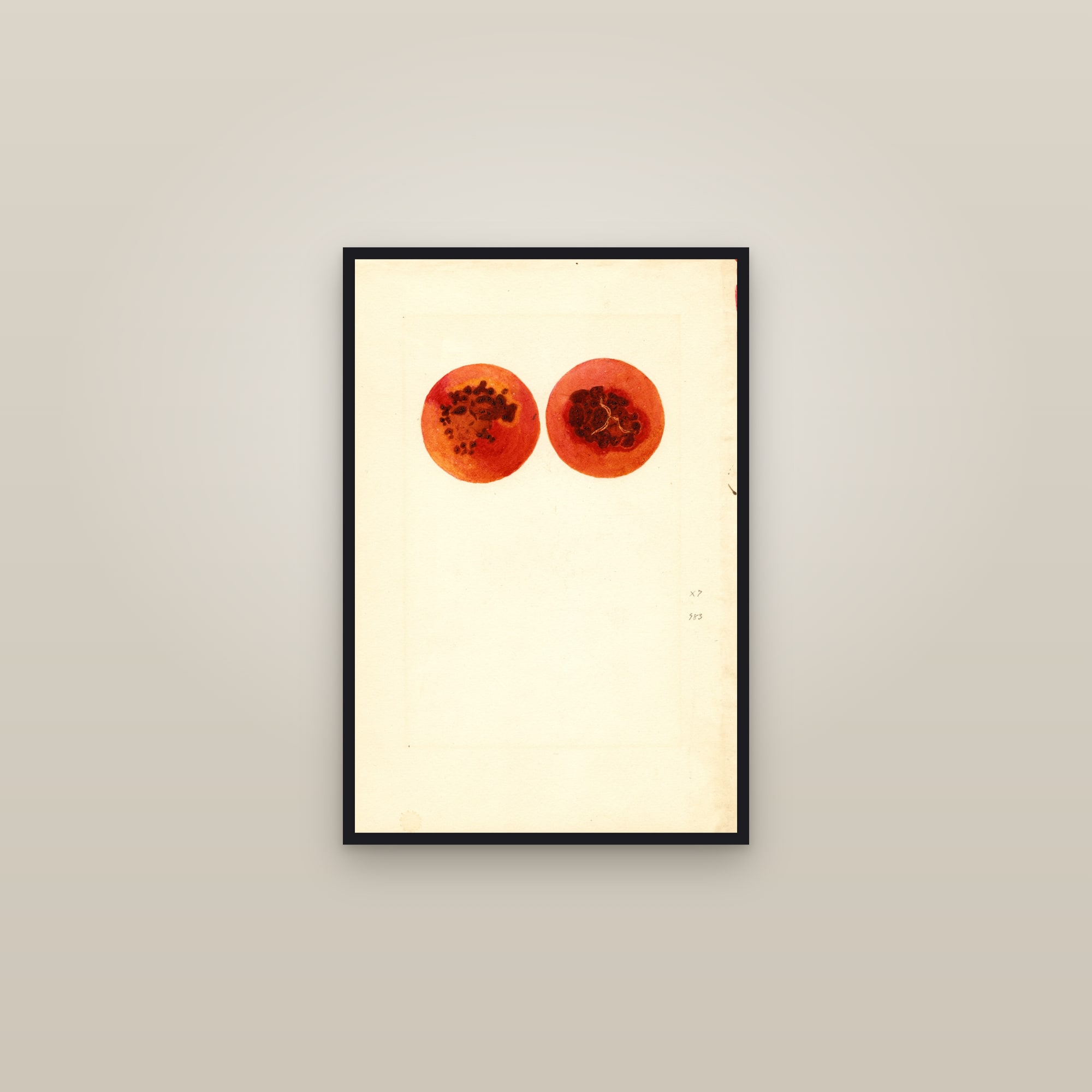 Botan Plum — framed in a gallery setting