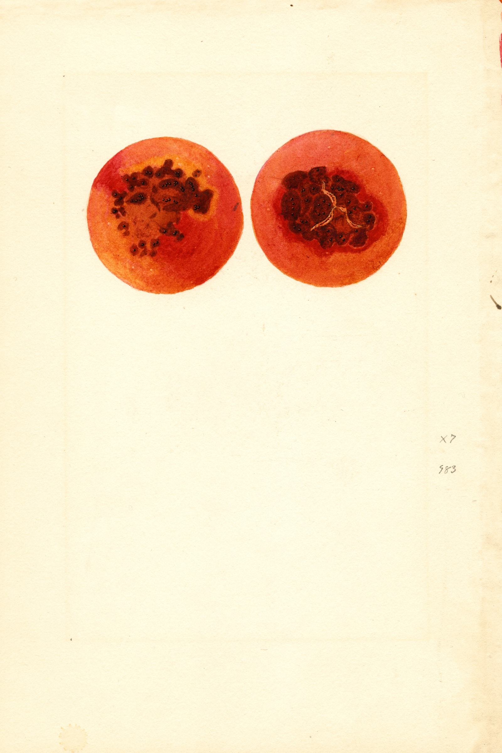 Botan Plum
