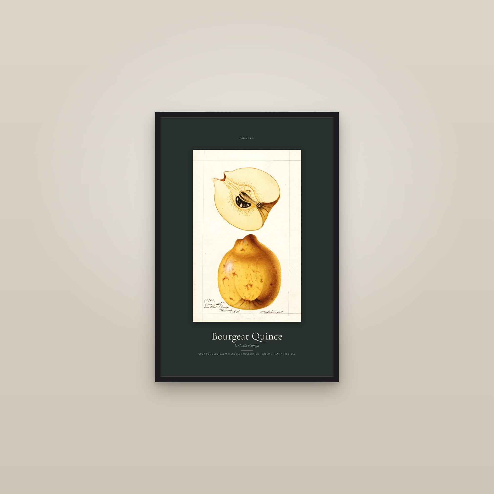Bourgeat Quince — Specimen — framed in a gallery setting