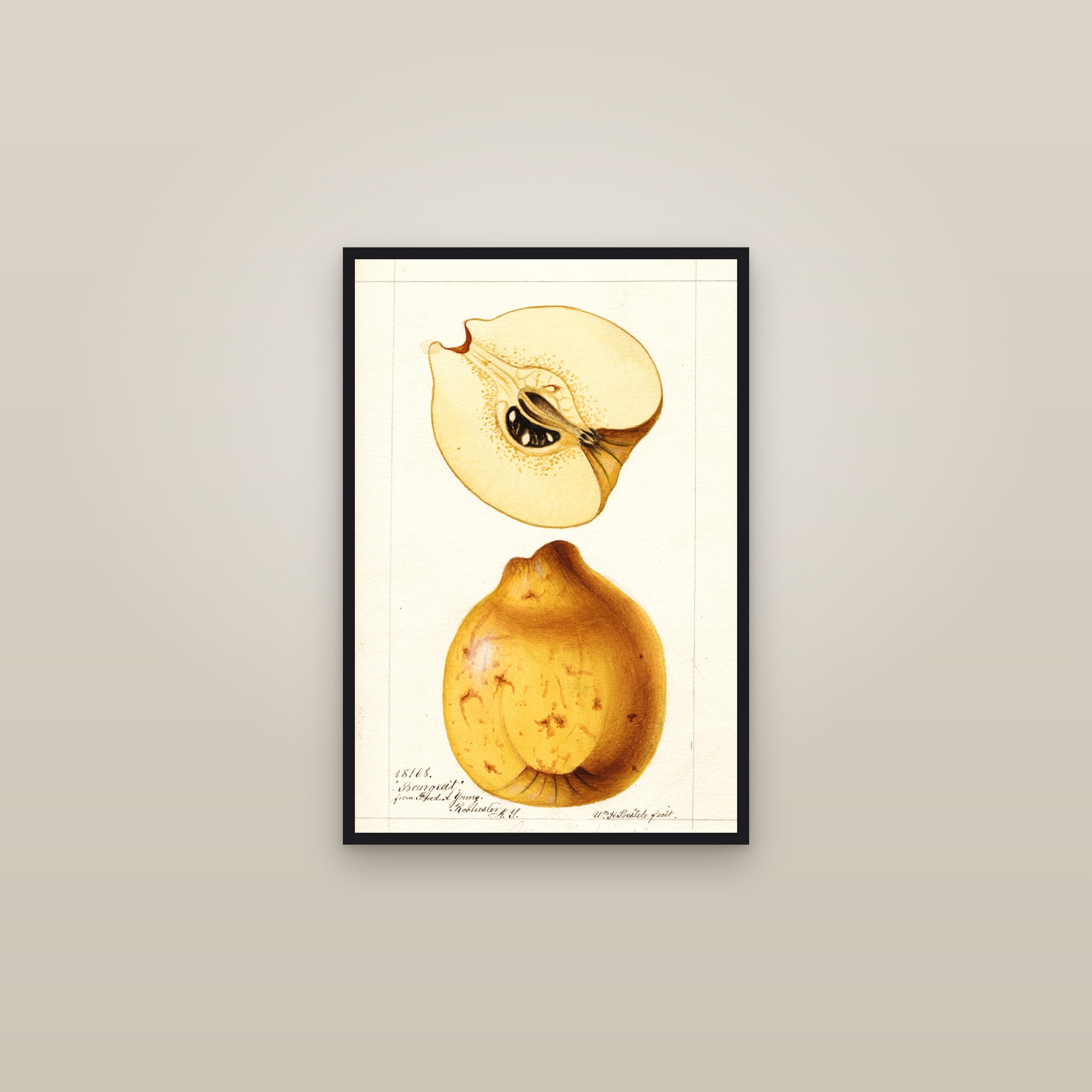 Bourgeat Quince — framed in a gallery setting
