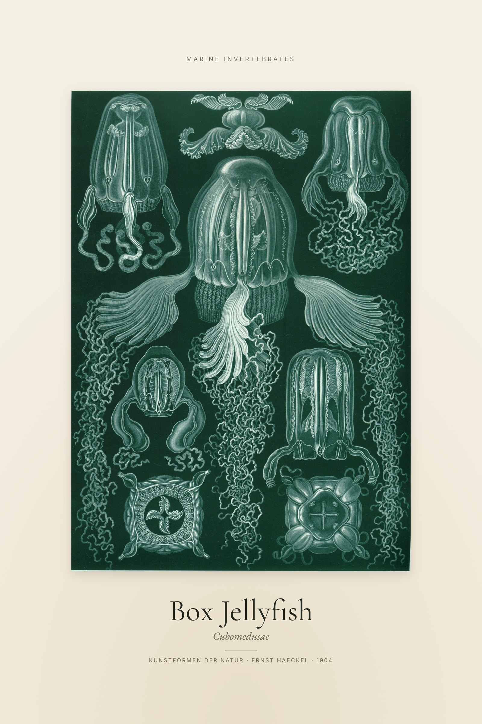 Box Jellyfish (Box Jellyfish) — Specimen
